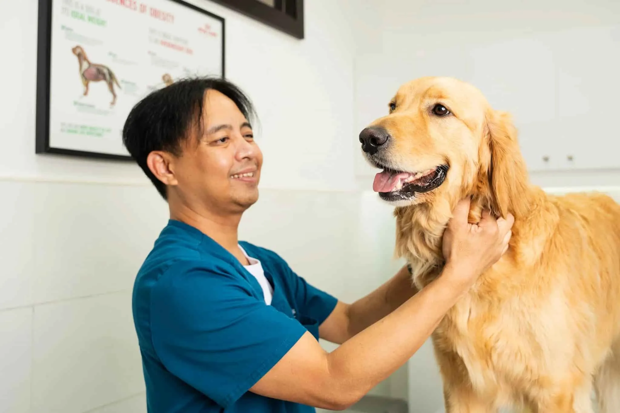 Our veterinary staff cares for a healthy Golden Retriever purchased from a reputable dog breeder.