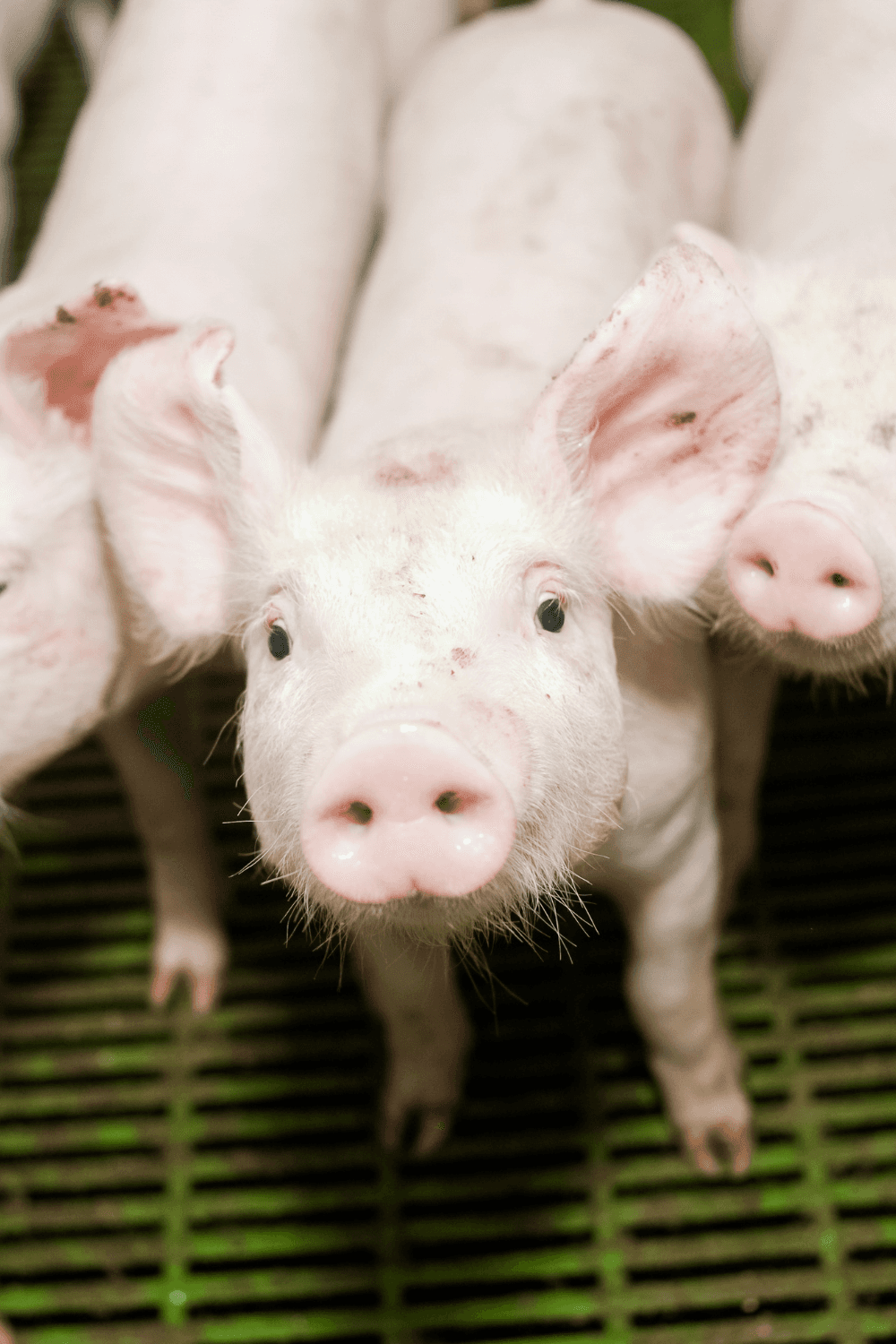 Swine Pic