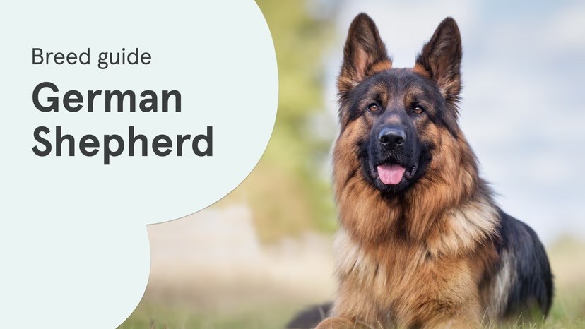A black and tan German Shepherd sits outdoors with tongue out, alongside a "Breed guide: German Shepherd" text graphic on a pale green background.