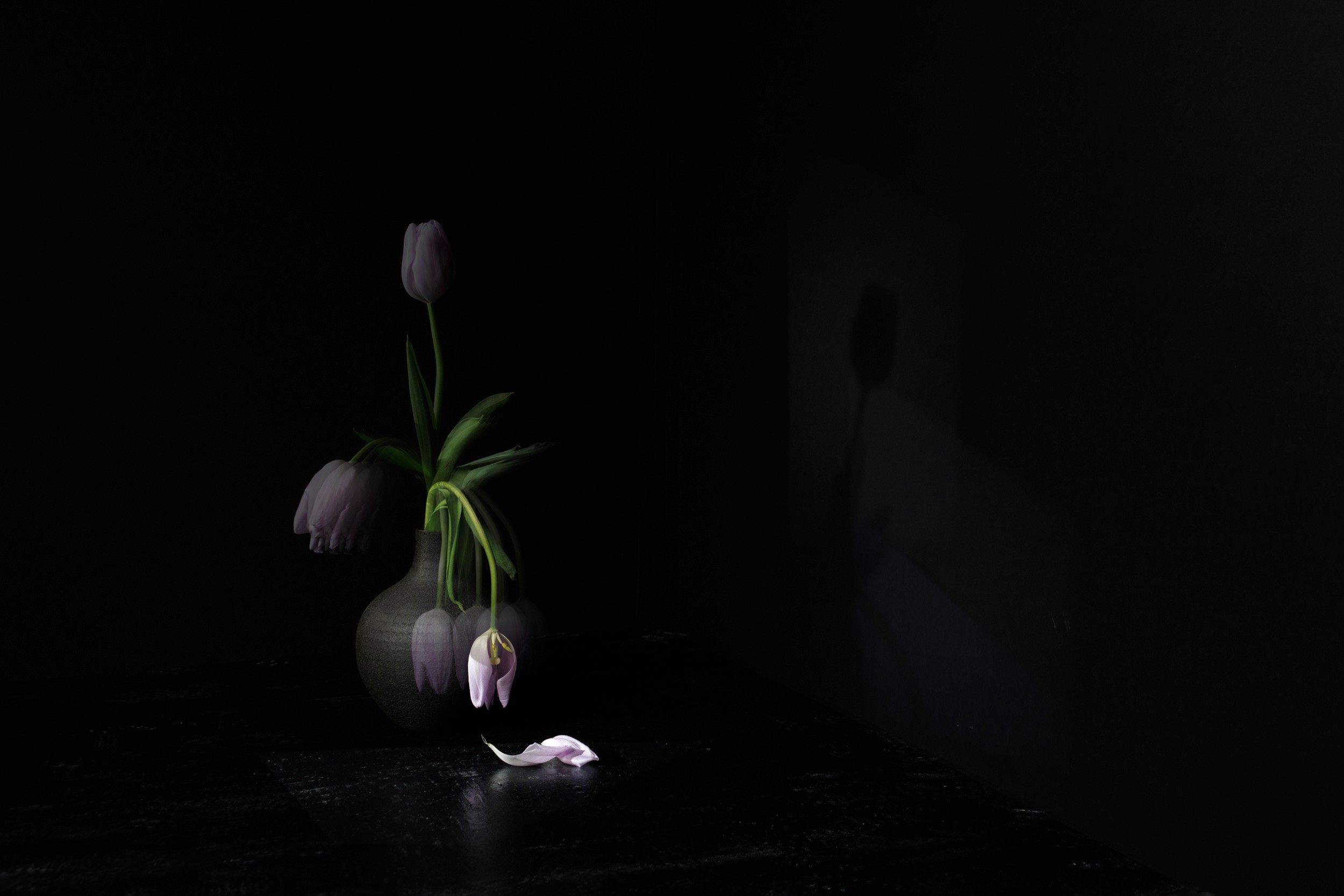 A dimly lit vase of tulips with petals beginning to fall. Deep shadows and a dropped petal on a black surface reflect heaviness and fatigue.