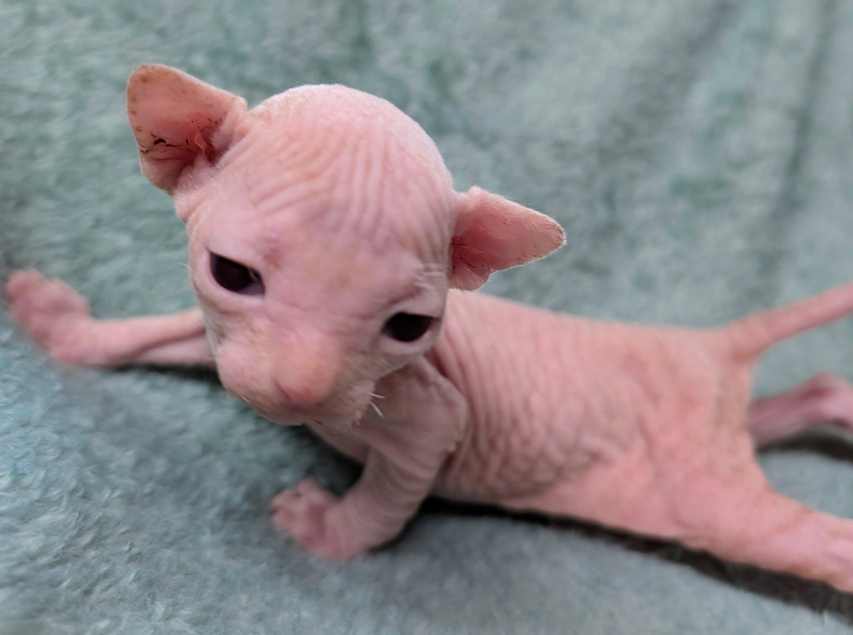 Sphynx kitten