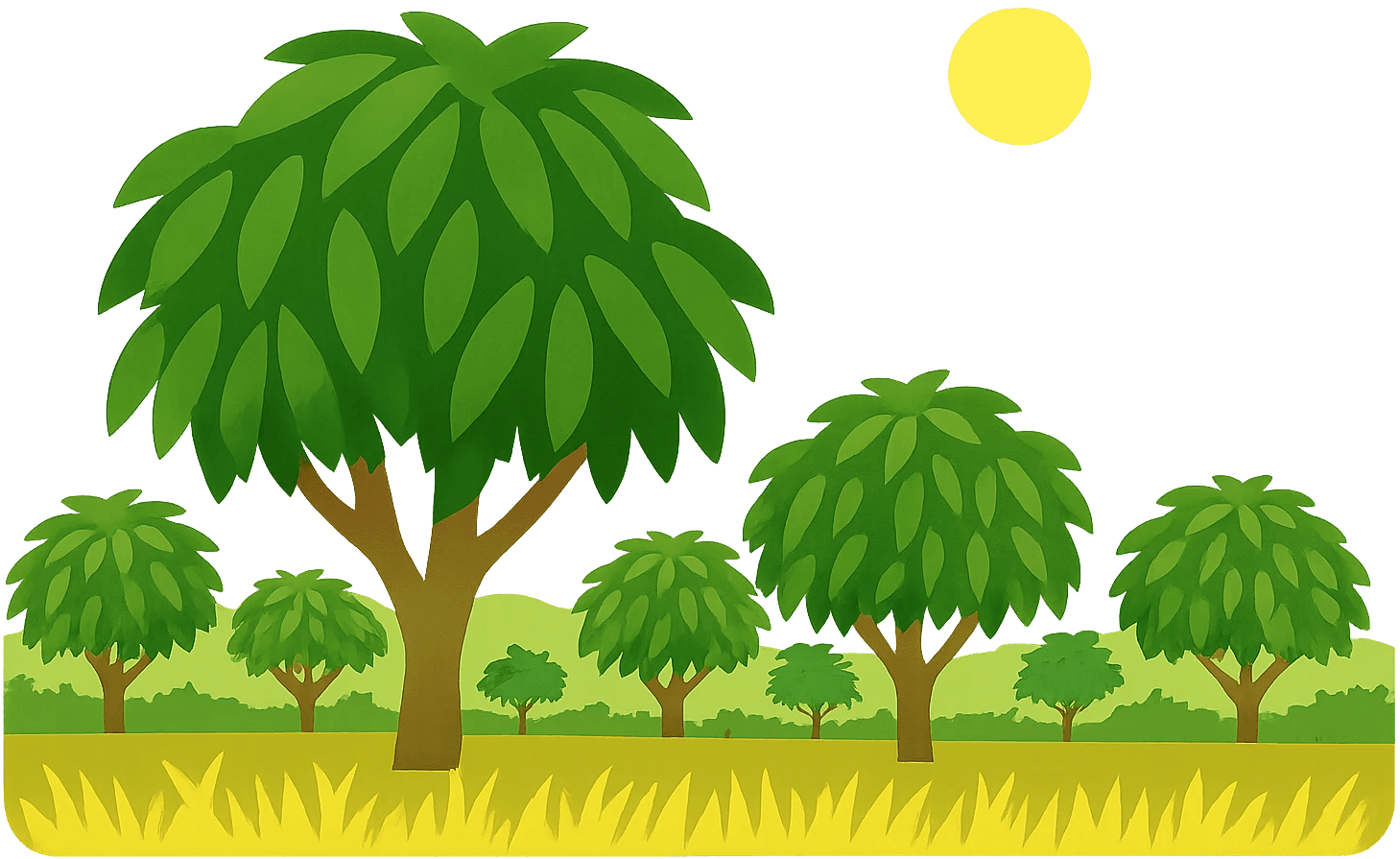 Wassermelonen Farm in Costa Rica mit Palmen und einem Berg im Hintergrund