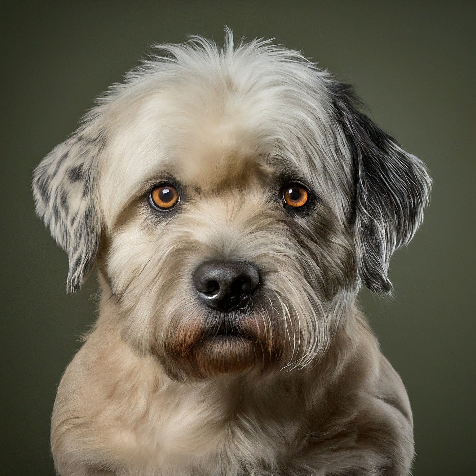 BUDDYUNO, Dandie Dinmont Terrier