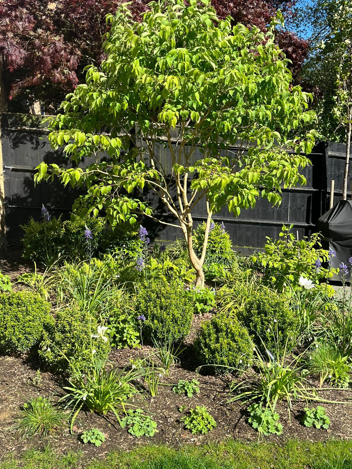 A small green tree surrounded by lush foliage and plants in a garden setting on a sunny day.
