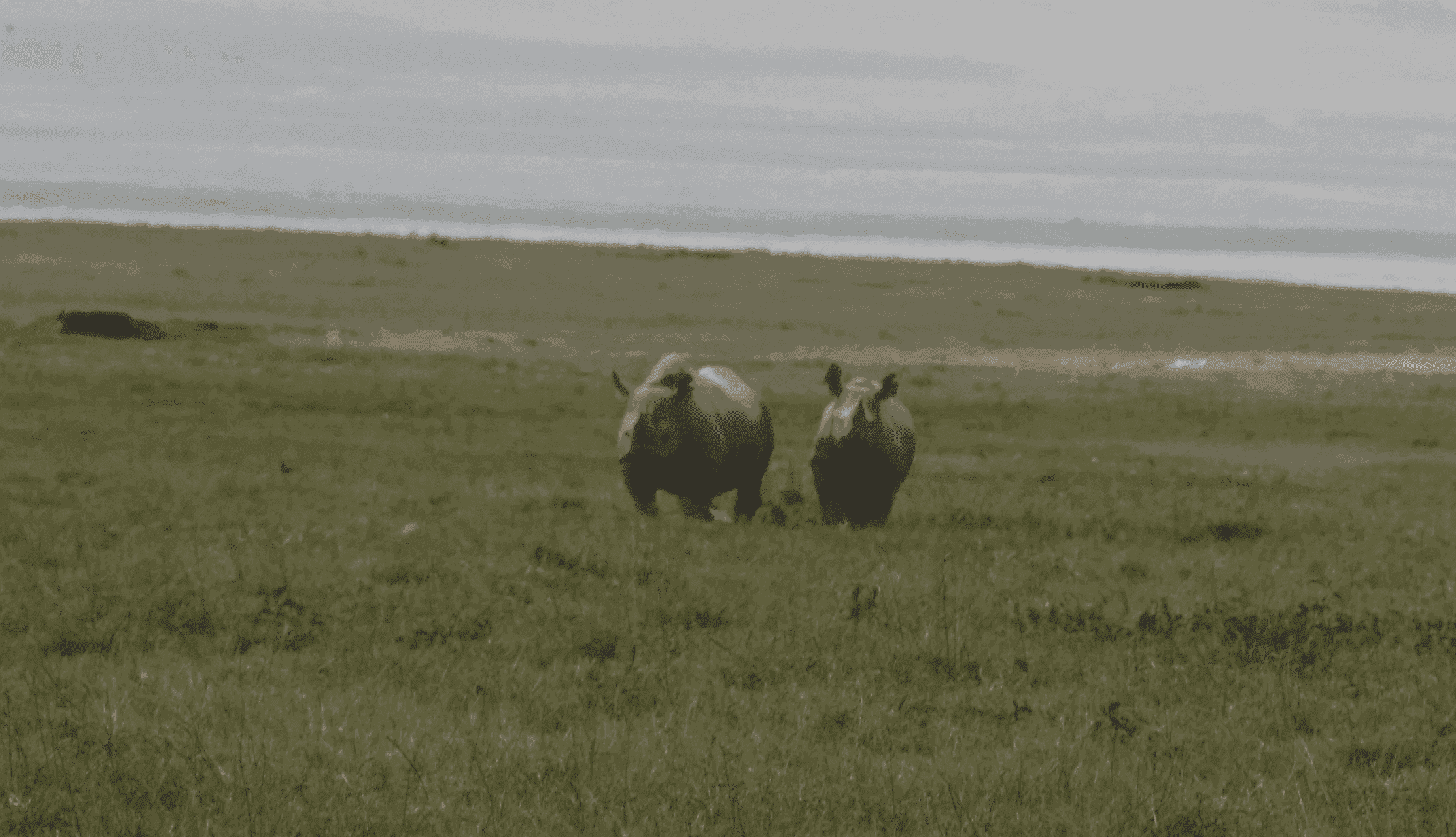 Rhinos in the Ngorongoro Crater