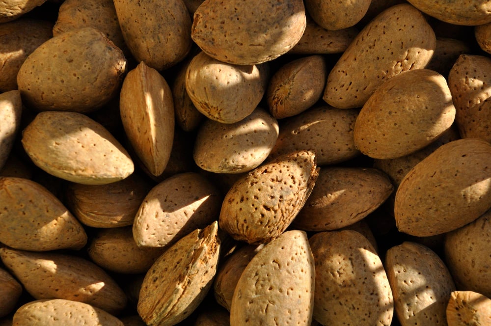 Καρποί αμύγδαλου 