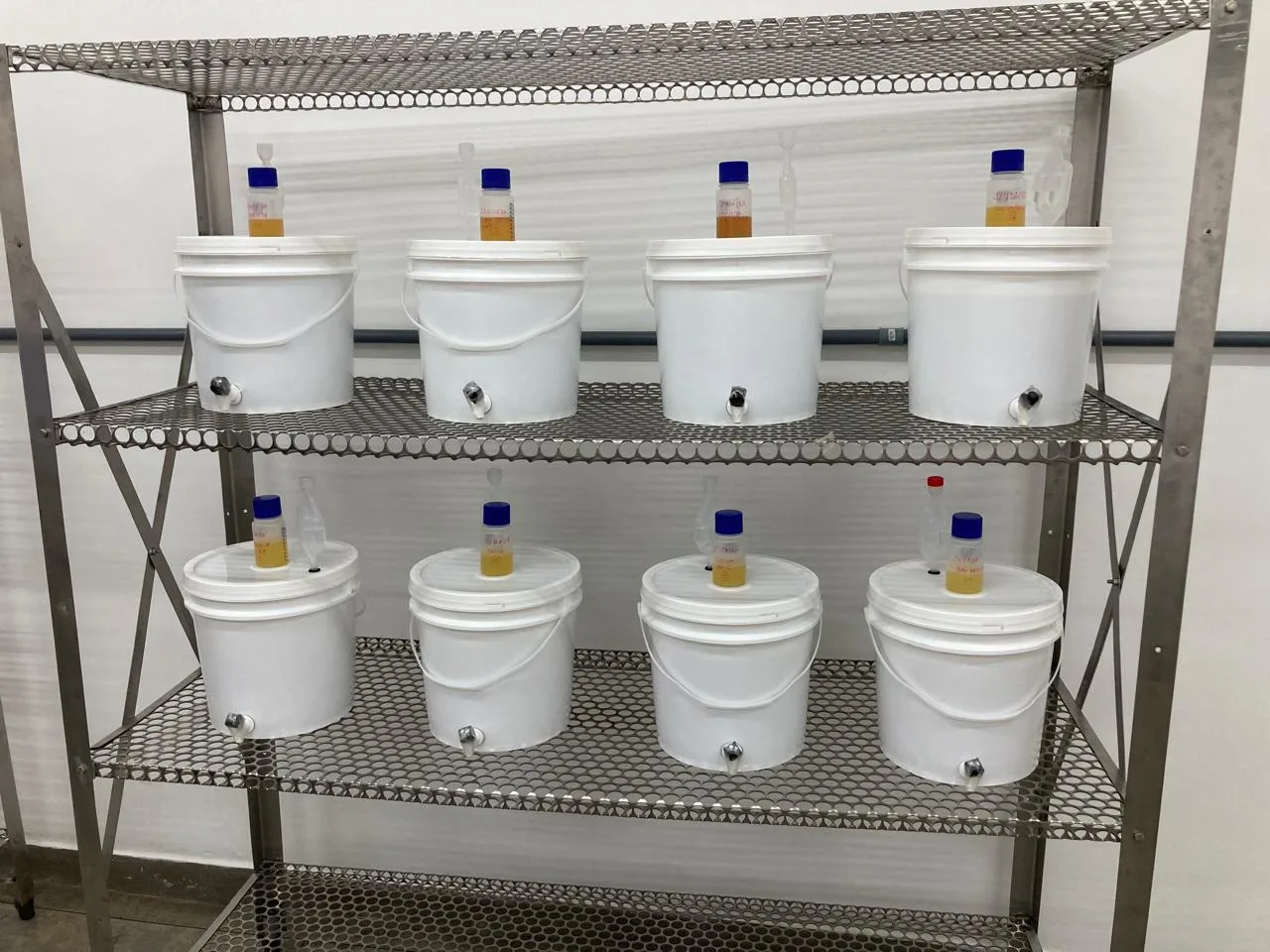 Mel maturando em laboratório.