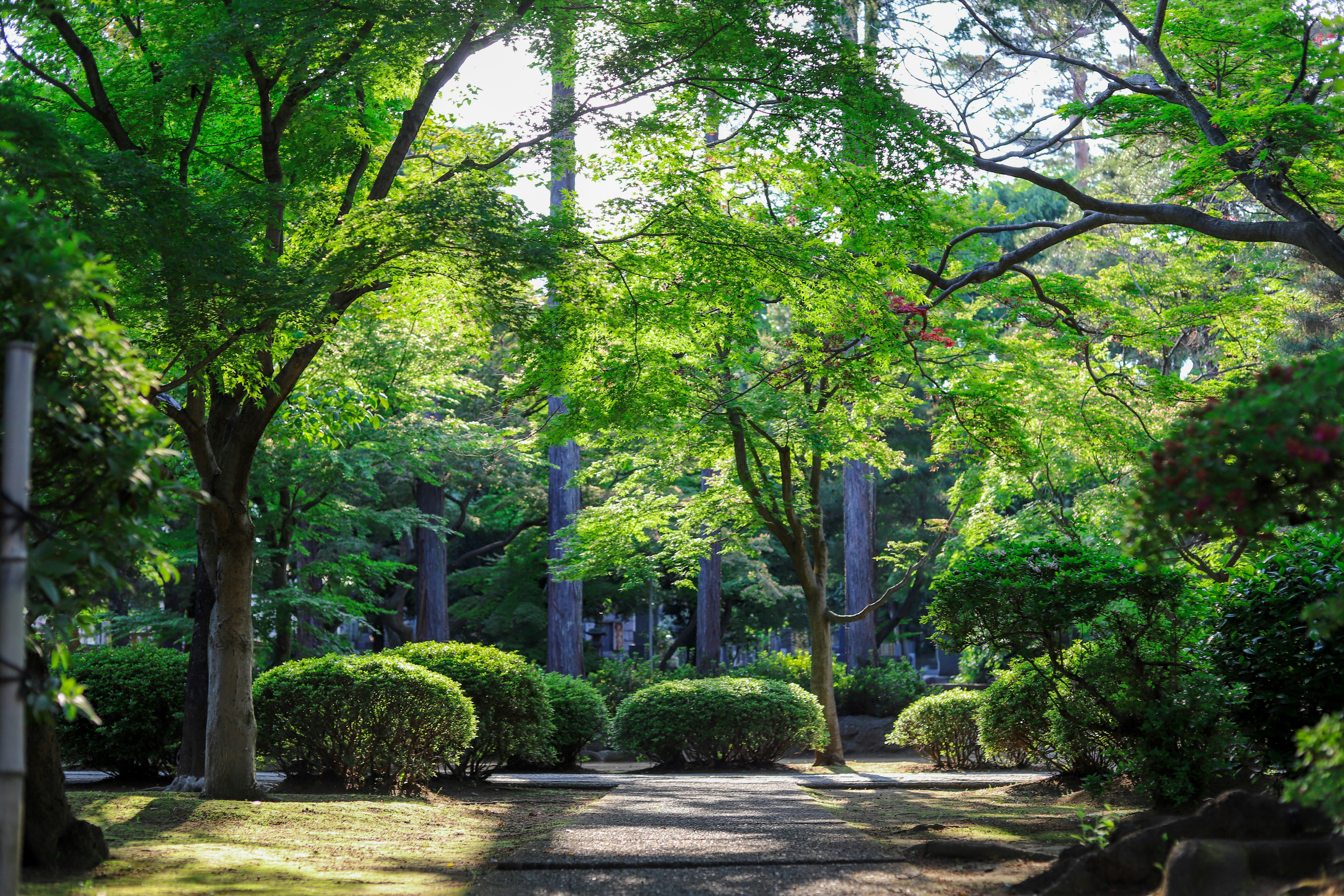 Plant Spotlight: 10 Must-Have Perennials for Every Garden