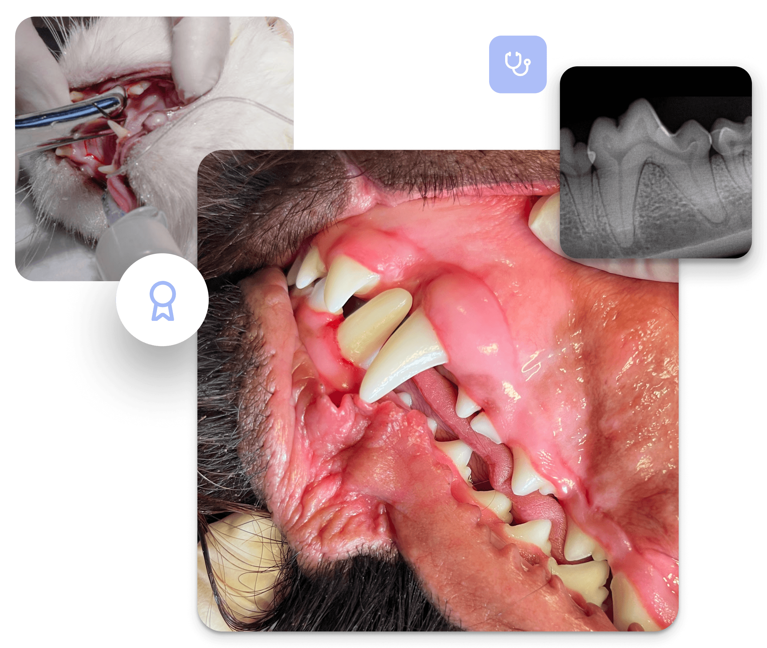 Kollage von Bildern zur Zahngesundheit bei Tieren: Tierärztliche Zahnuntersuchung, Röntgenaufnahme eines Hundegebisses und Zahnreinigung bei einer Katze.