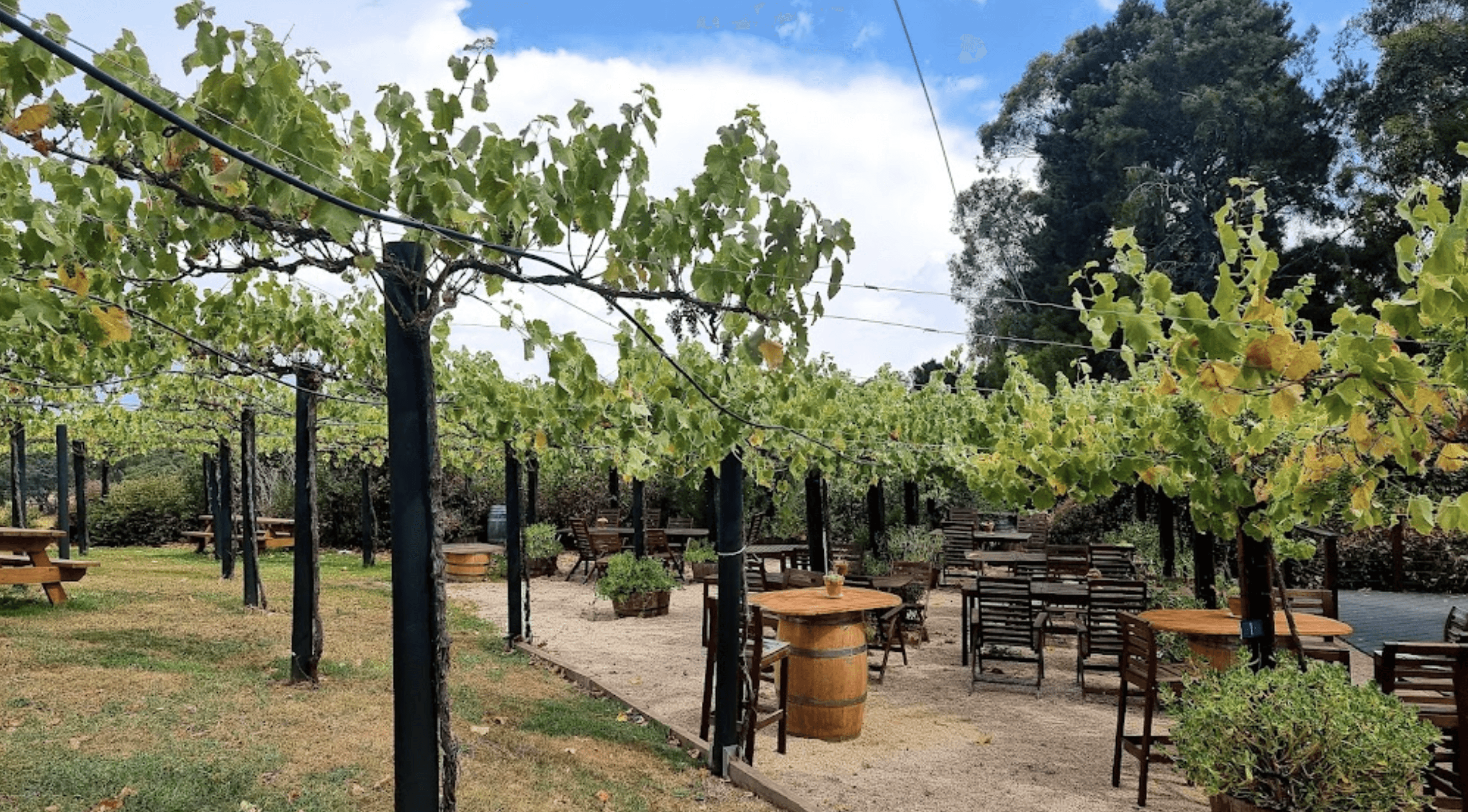 Blue Pyrenees Estate winery