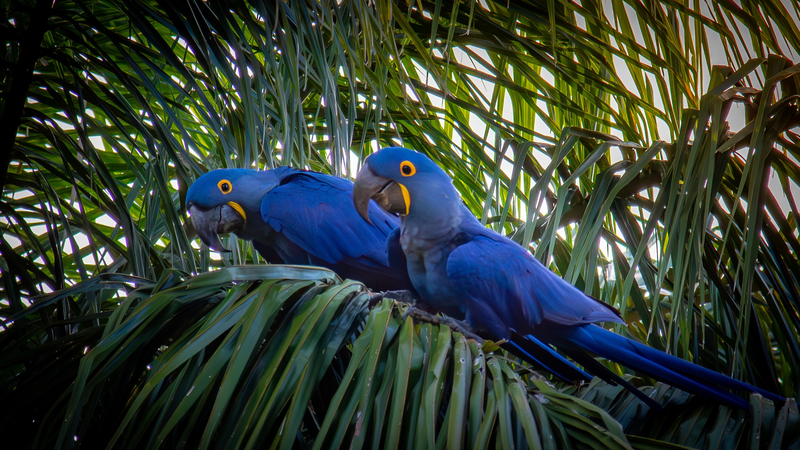 Two hyacinth macaws perched on a palm tree in the Pantanal, surrounded by lush greenery
