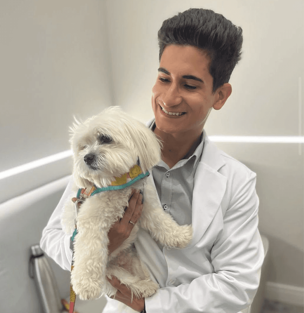 brown and white long coated small dog lying on green grass