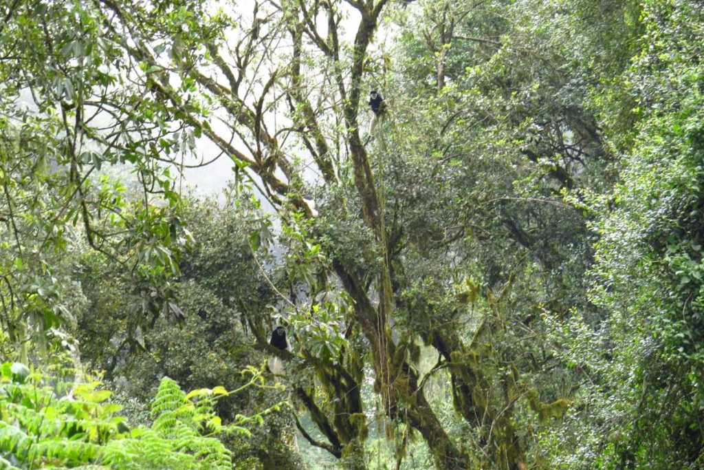 Rainforest Lemosho Route Kilimanjaro