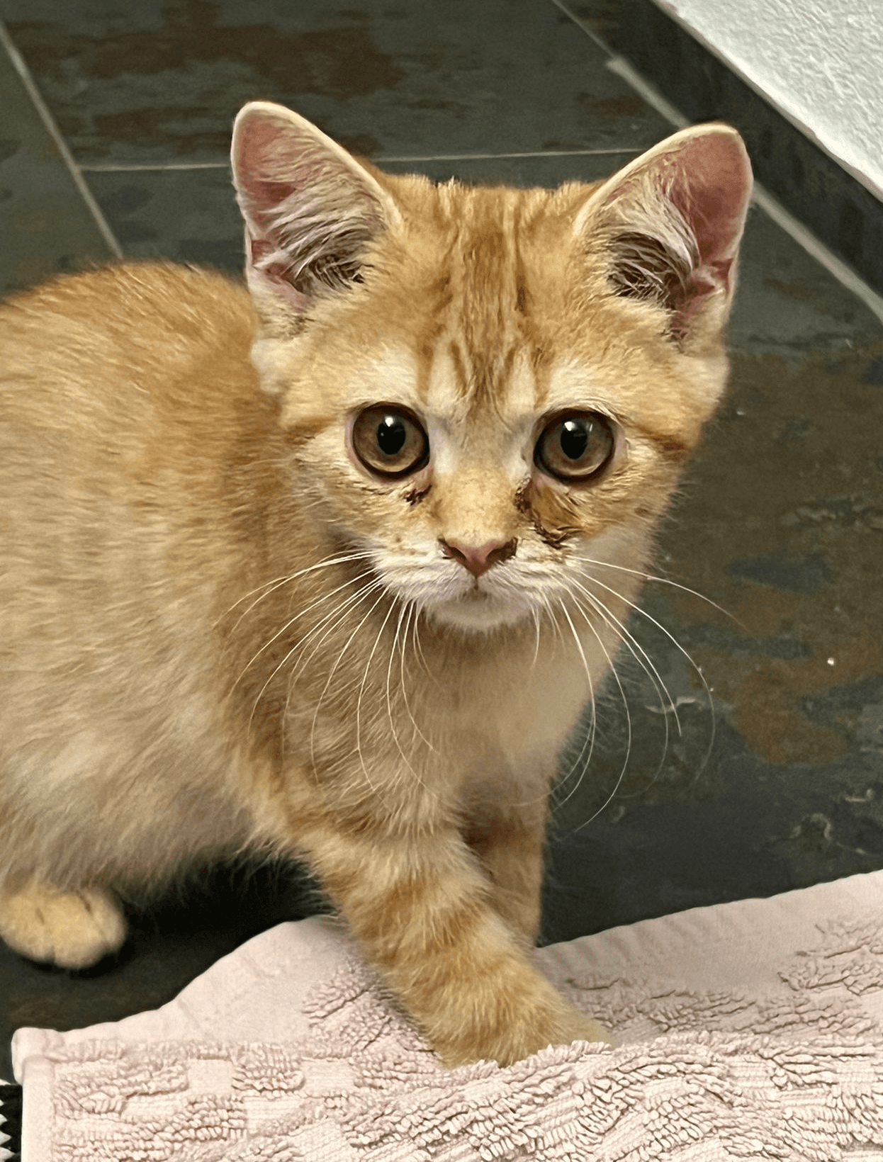 rotgetigerte Katze die auf dem Boden sitzt mit tränenden Augen
