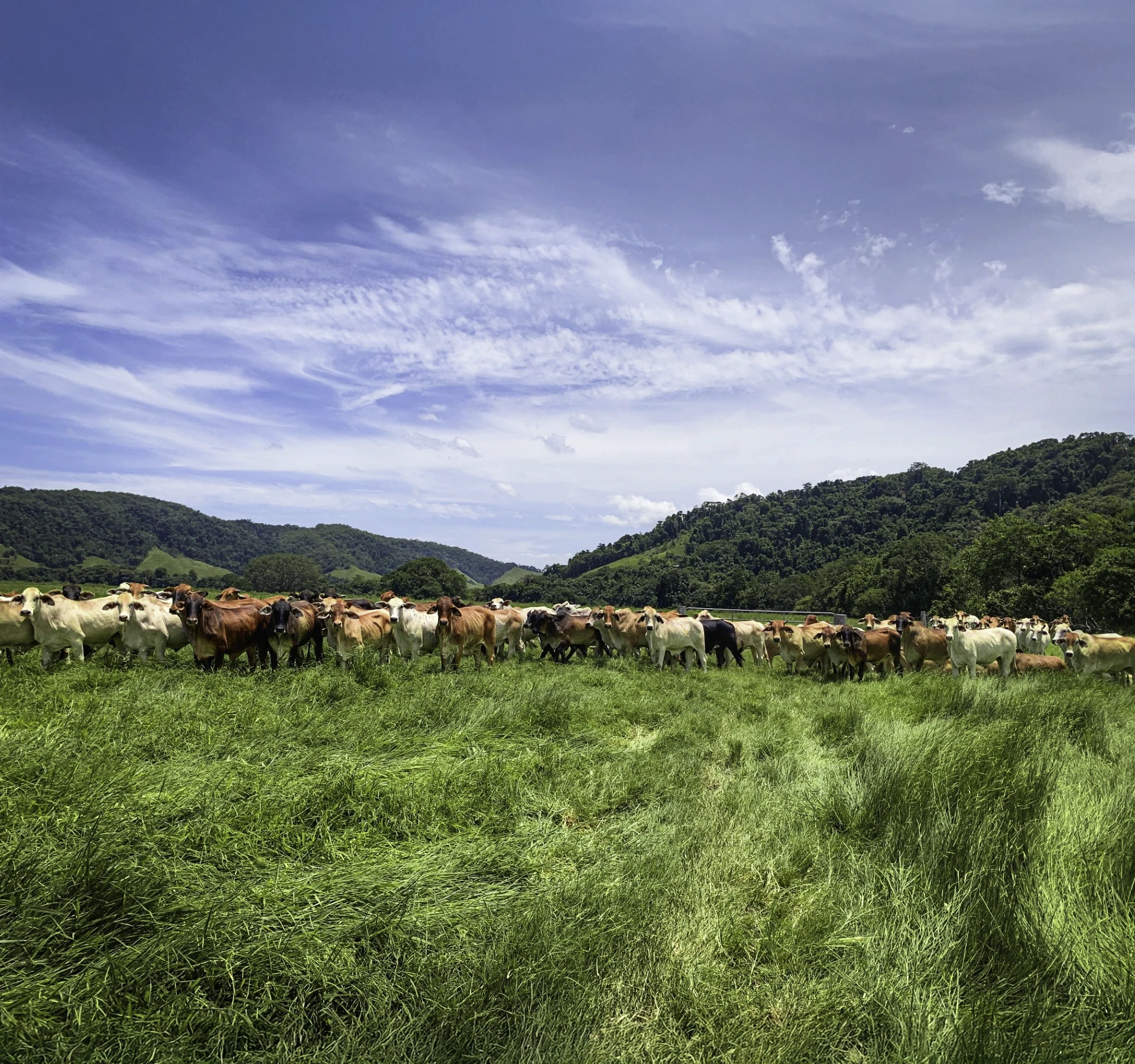 Cattle in lush field