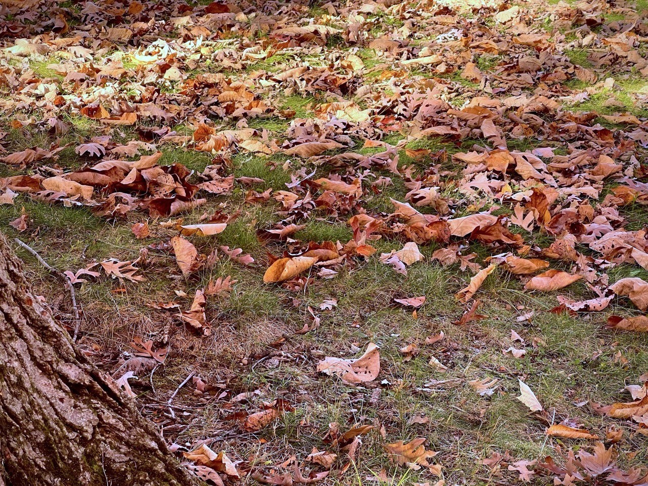 Leaves covering the ground