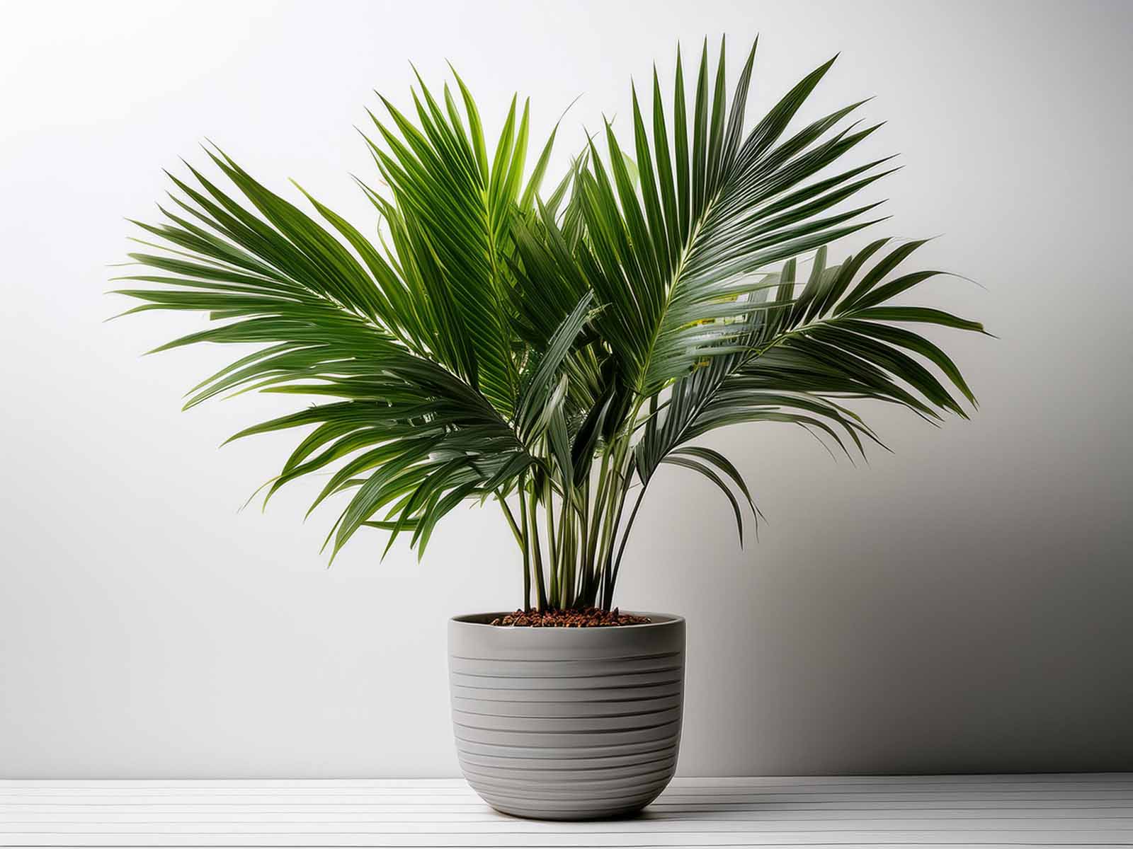 Healthy Neanthe Bella Palm showcasing vibrant, arching foliage in a professional St. Louis office, maintained by Tropical Decor