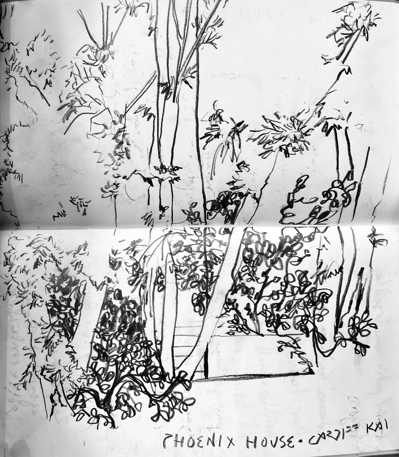 boceto vegetacion en blanco y negro