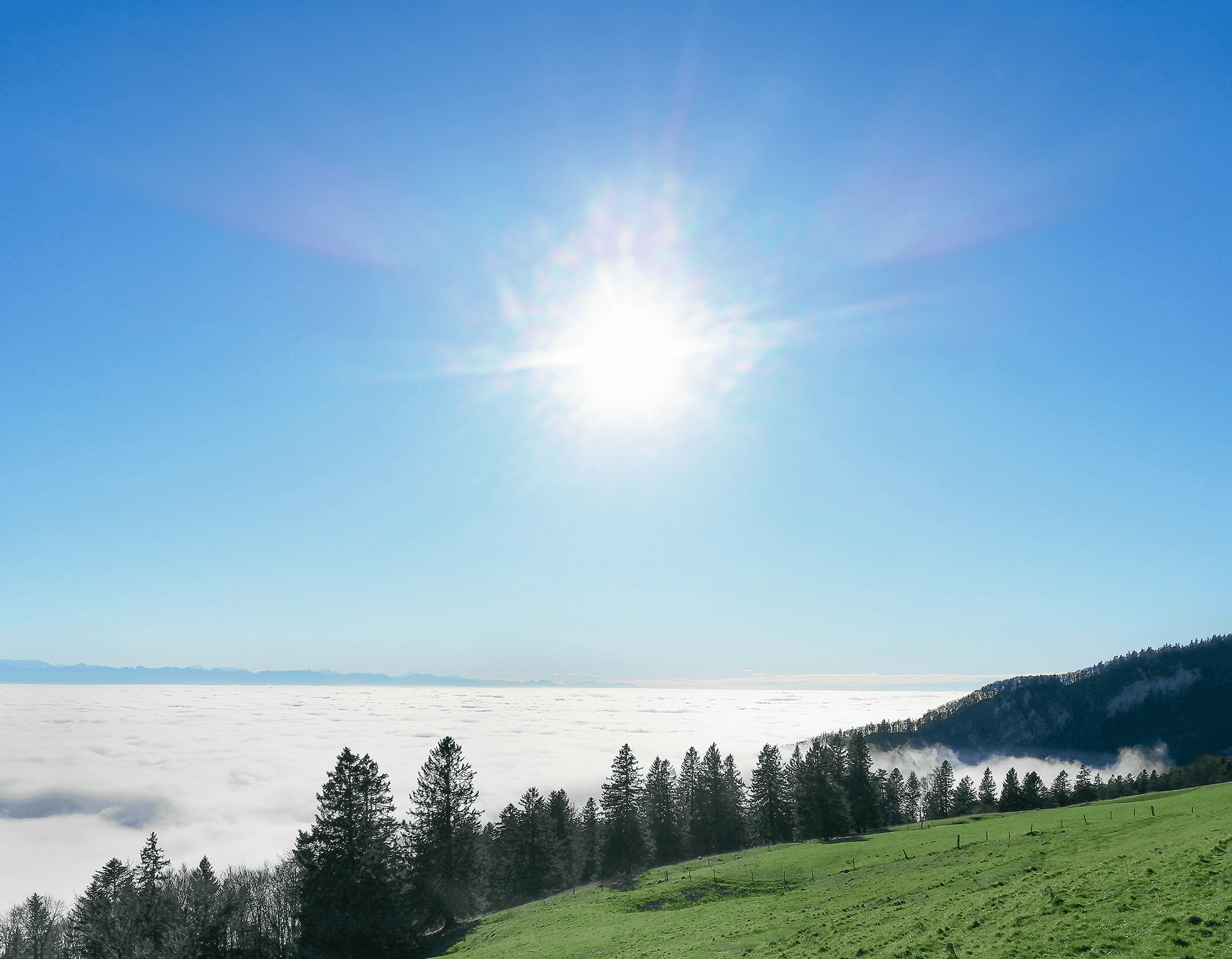 Blick vom Weissenstein bei Solothurn: Sonnige Aussicht über eine Wolkendecke, im Vordergrund eine Wiese mit Bäumen.