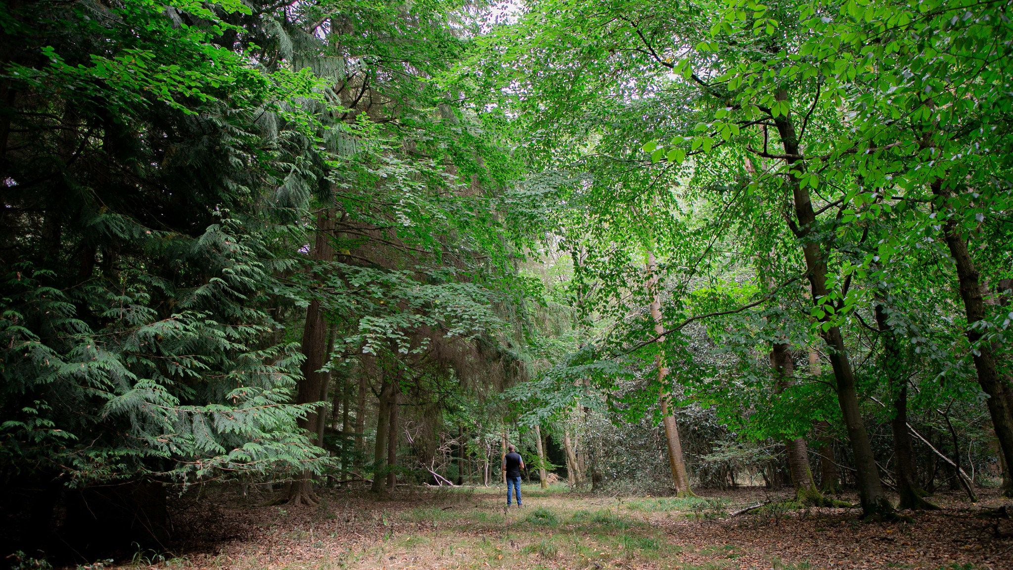 Two classic volkswagen beetles, one green, one cream.