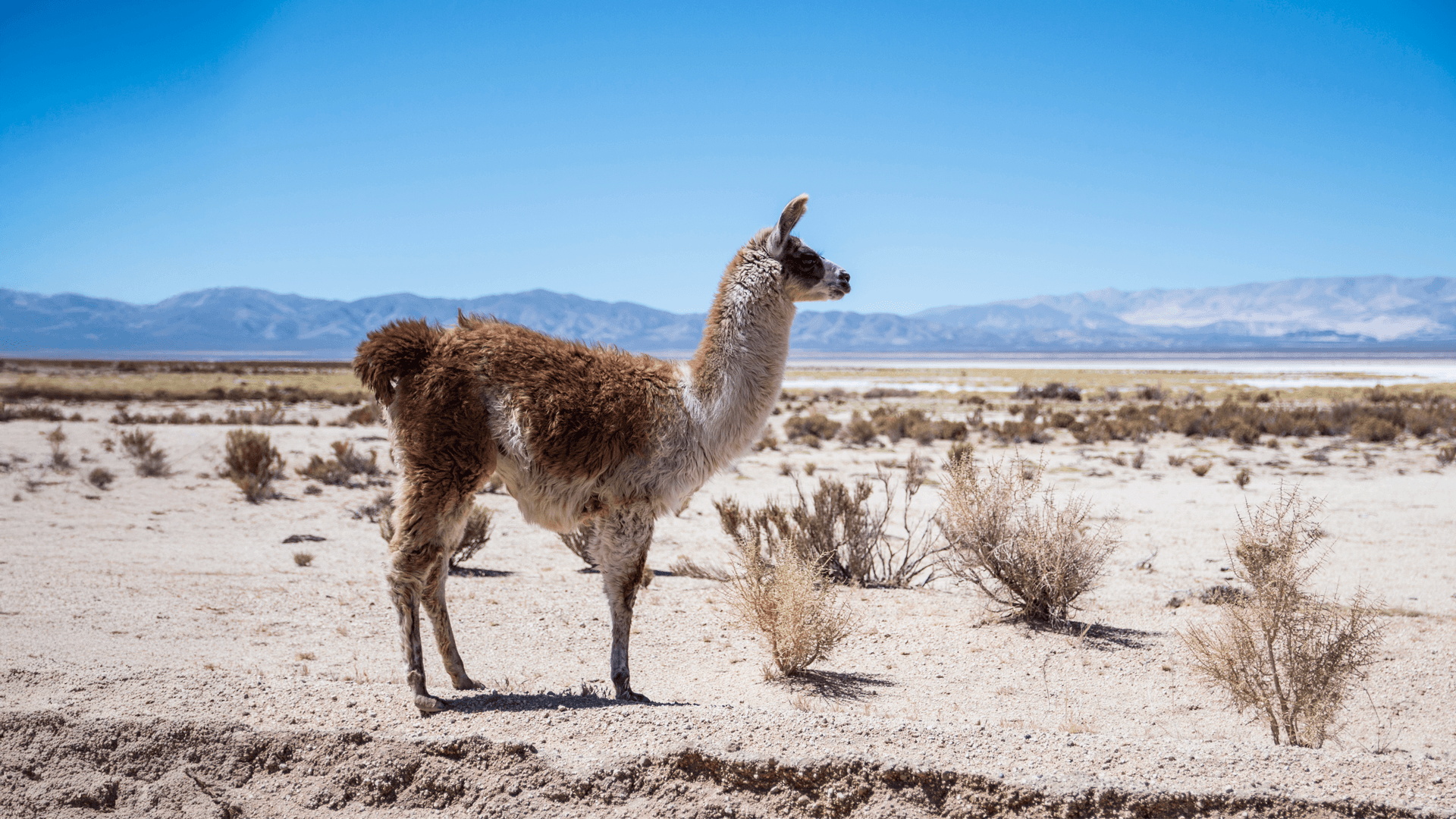 Llama de perfil contemplando el horizonte andino: desierto blanco y montañas azules que se diluyen en el cielo celeste.