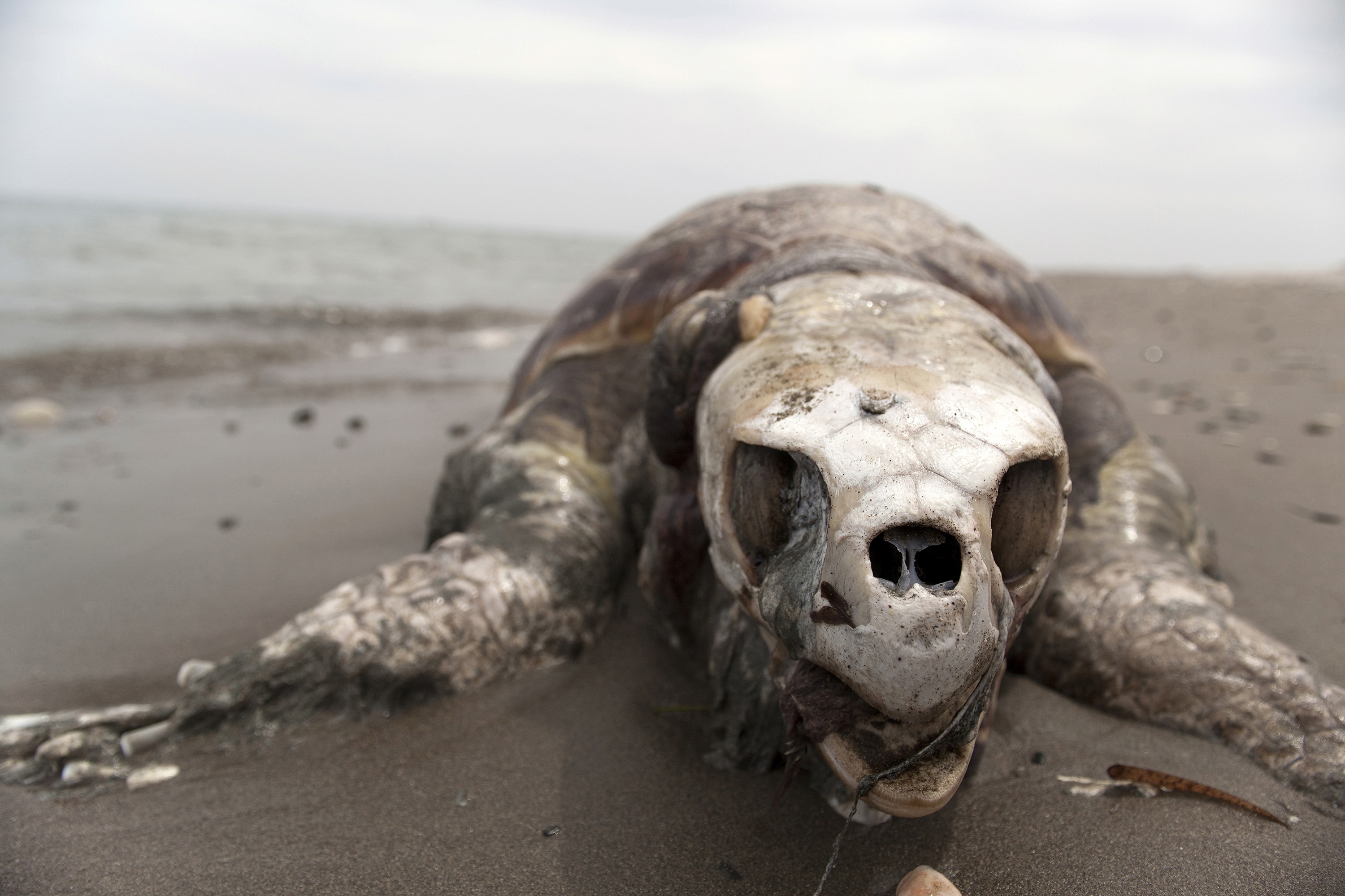 National Geographic Photography Award - Dead Turtle