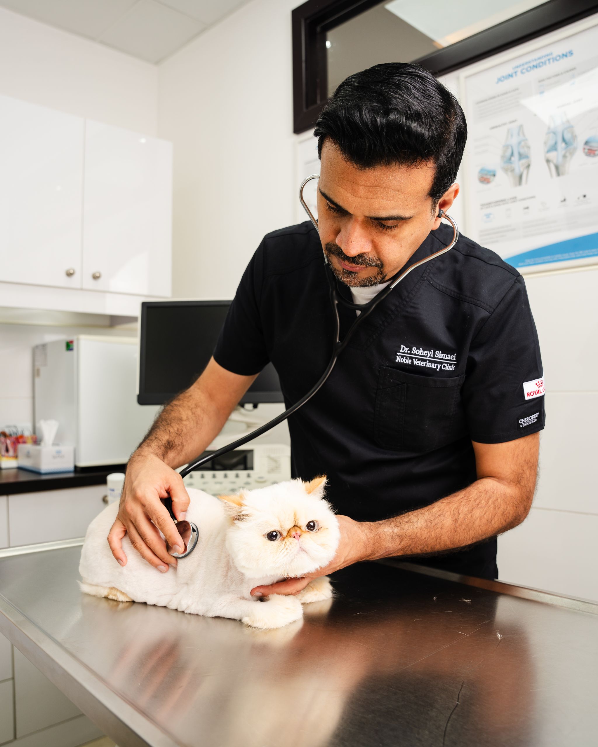 A veterinarian in a black shirt is using a stethoscope to check the cat's condition on a metal table.