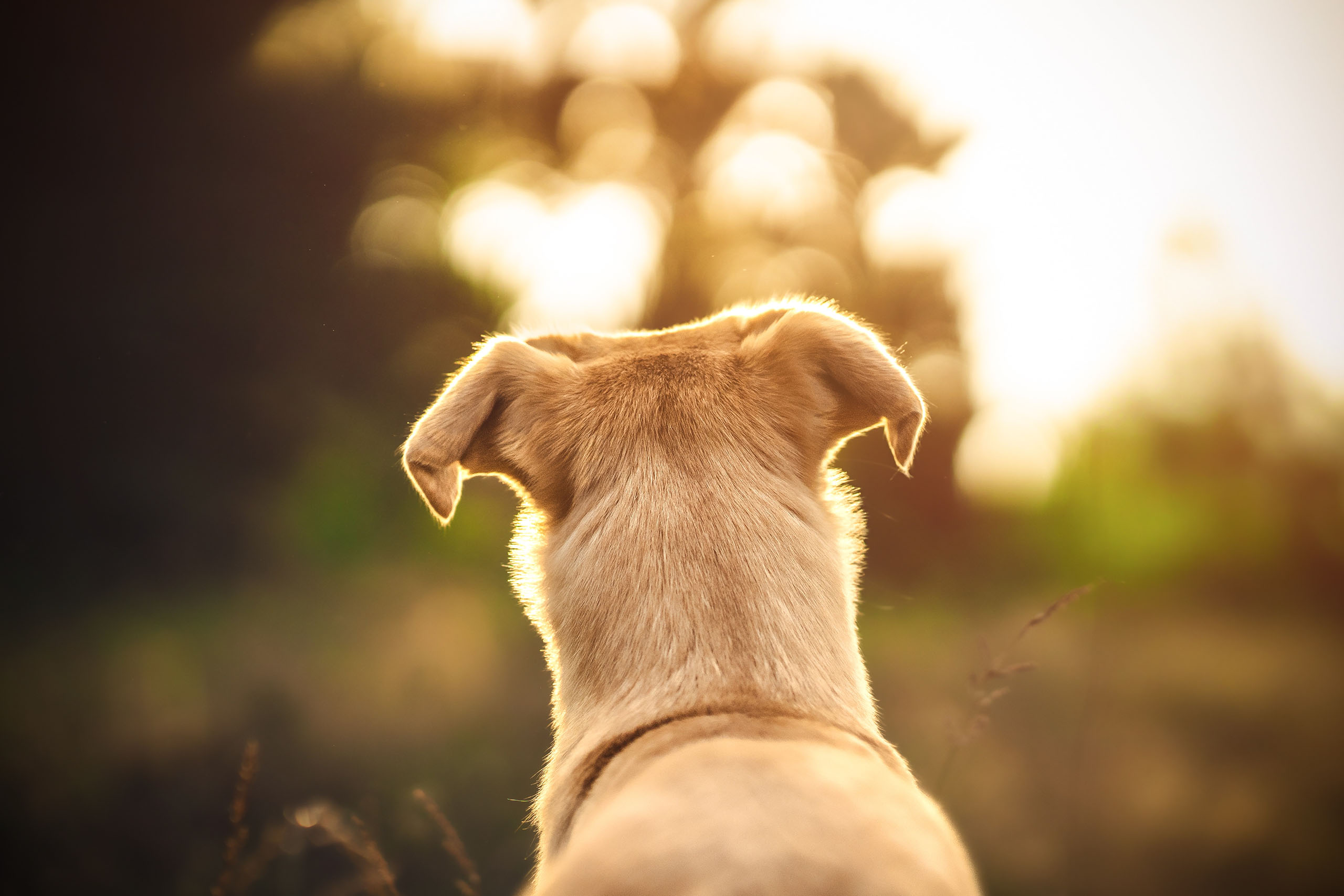 Mischlingshund der in den Sonnenuntergang schaut
