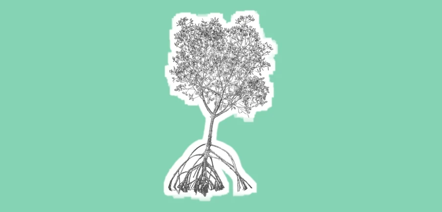 Mangrove tree with roots for blue carbon credits