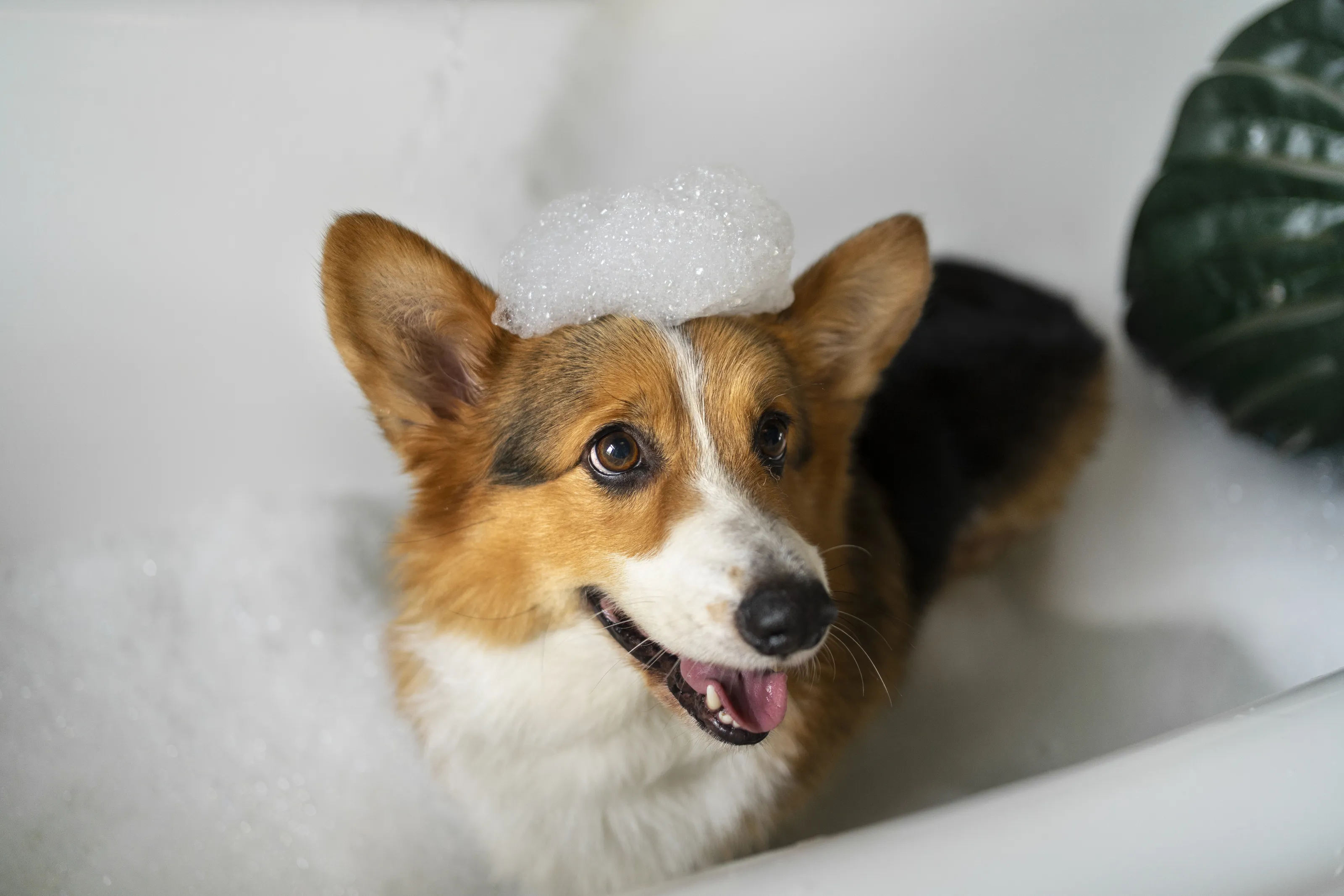 Dog being washed at the pet washing station at Cocoon 121.