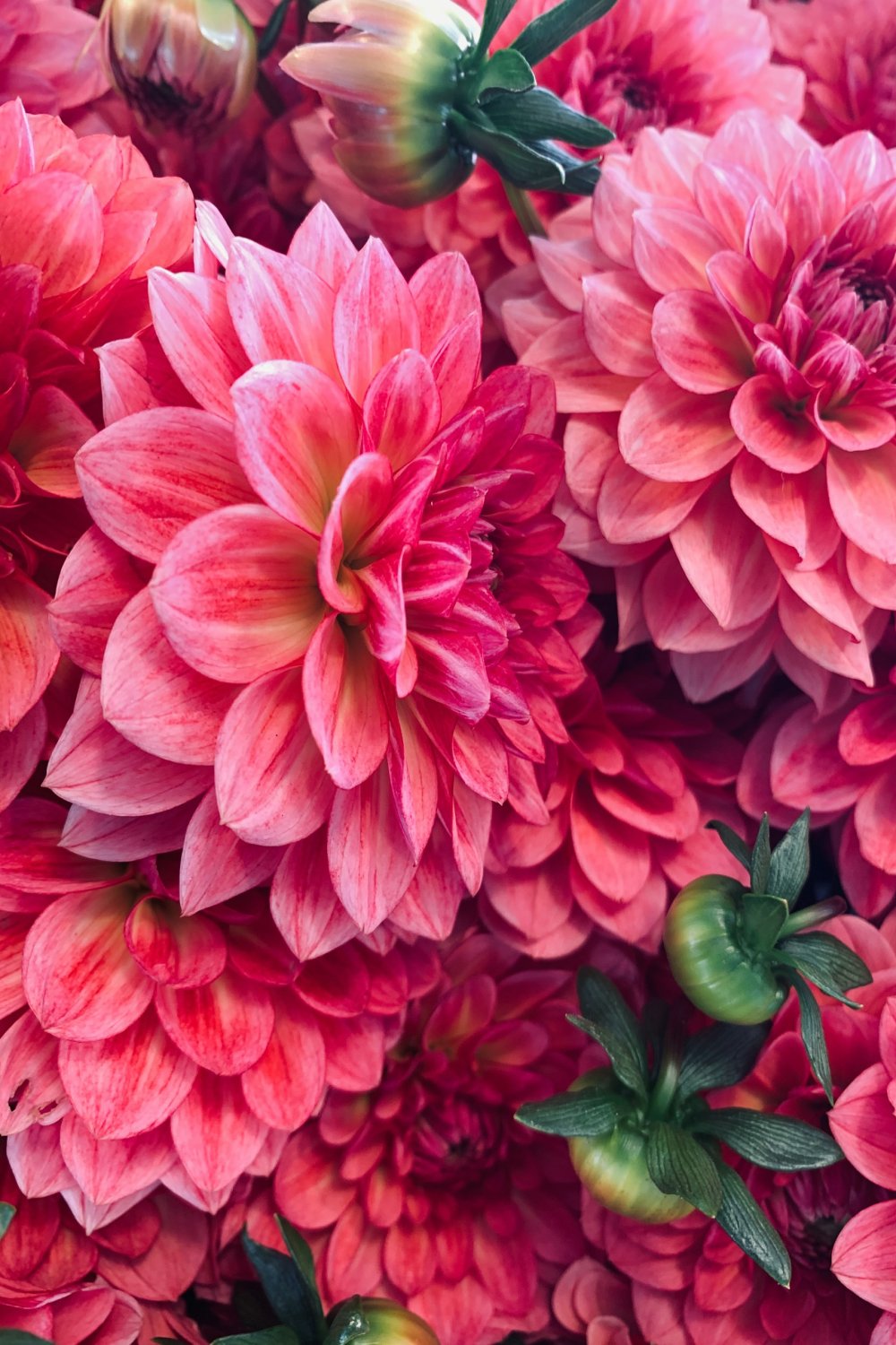 pink flowers