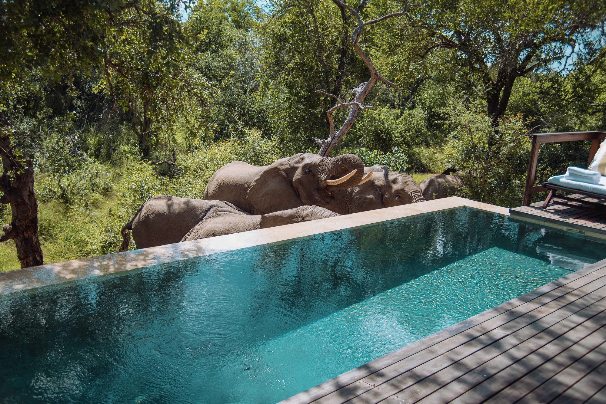 Elephants drink from a suite's private pool at Royal Malewane in South Africa, beside a wooden deck and a lounger laid with towels.