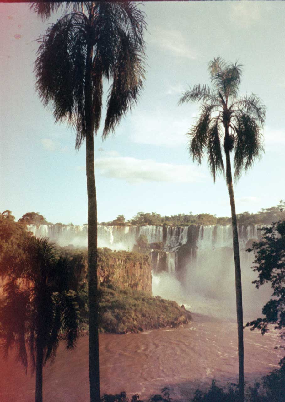 Dos palmeras en las Cataratas del Iguzú, Misiones, Argentina