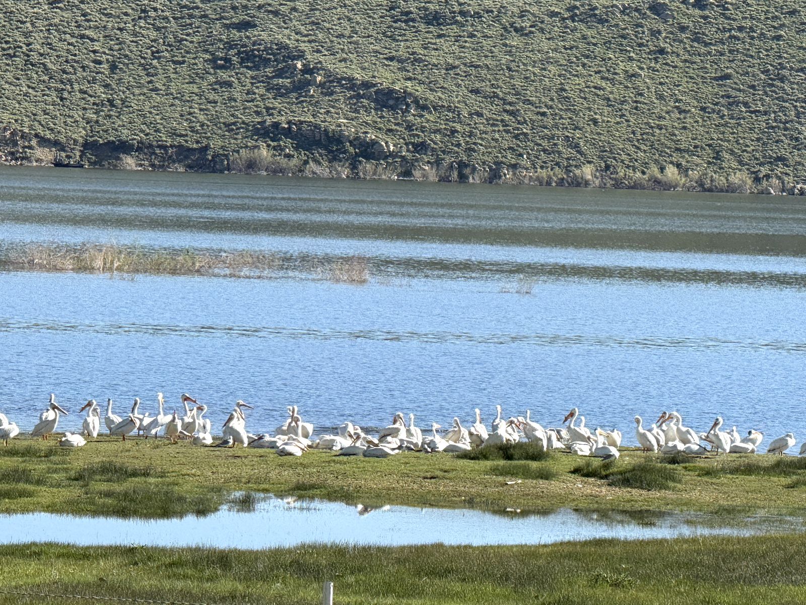 Pelicans gathered along the shore of Scofield Reservoir