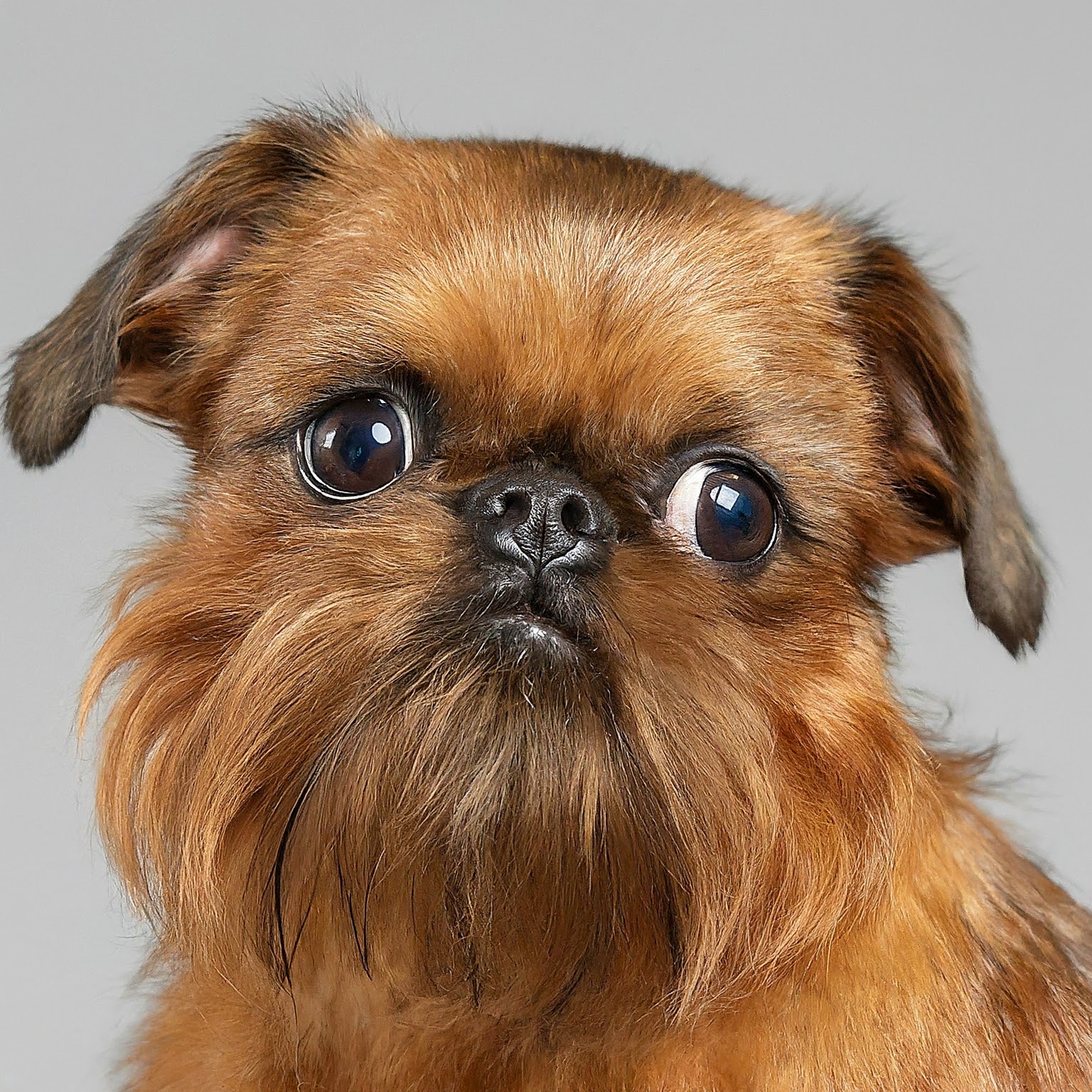 BUDDYUNO, Brussels Griffon