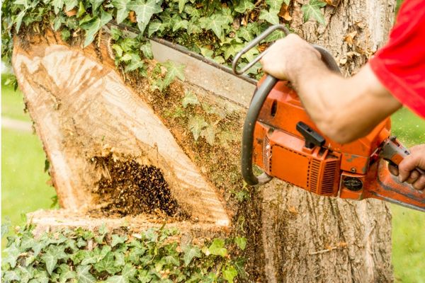A workman removing a tree causing subsidence