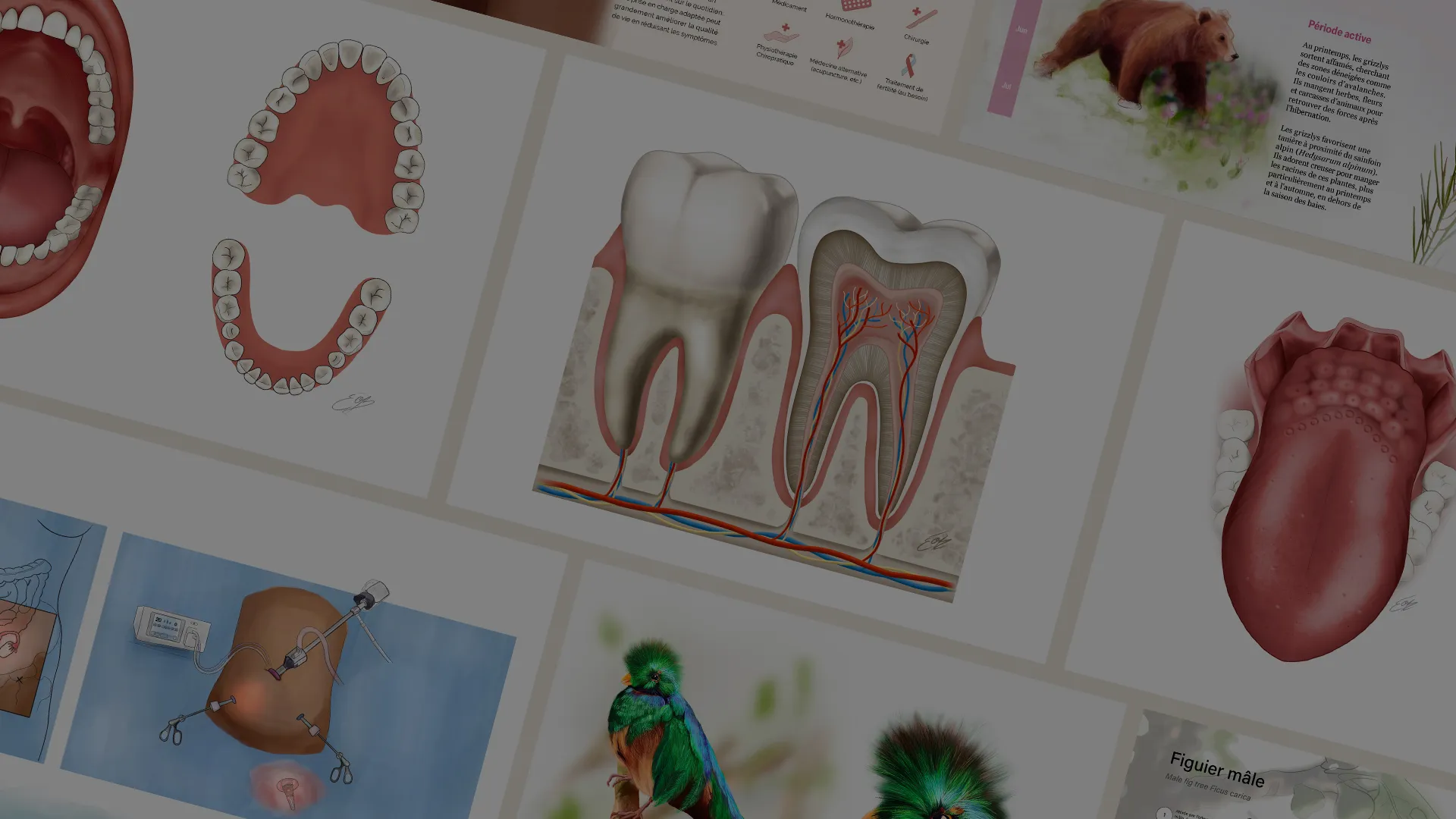 Présentation de plusieurs illustrations scientifiques médicales et animalières d'Élodie Ouellet-Belleau, illustratrice scientifique.