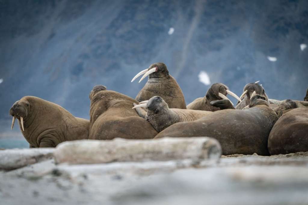 Walruses in Svalbard