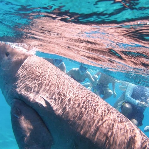 People are snorkeling with a dugong.