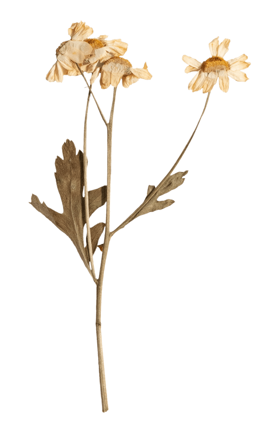 Dry flower