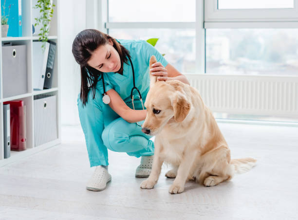 A dog getting a stress-free treatment from a veterinarian who visited him at home