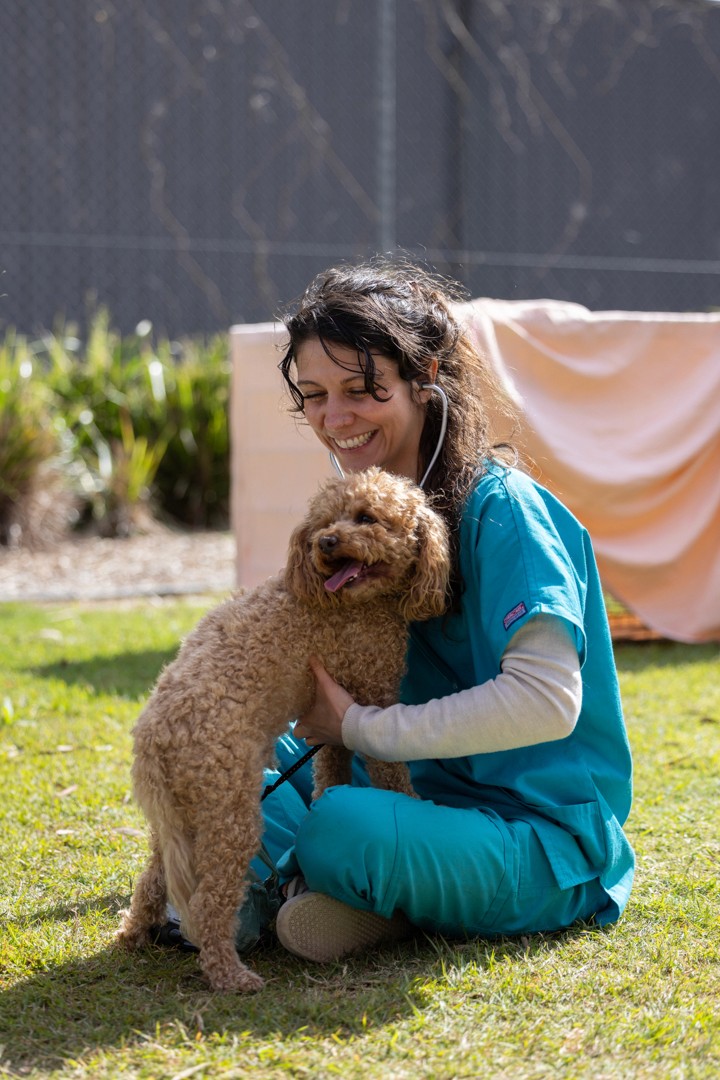 Vet sitting on grass examining cavoodle