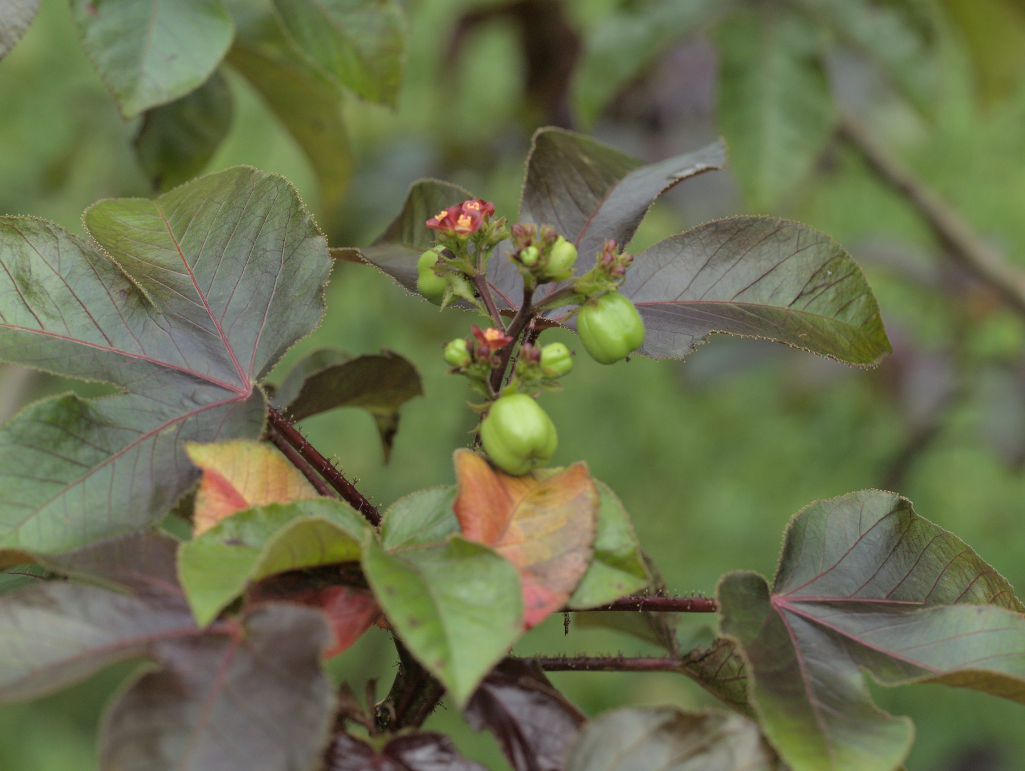 Pinon Colorado Master Plant Dieta