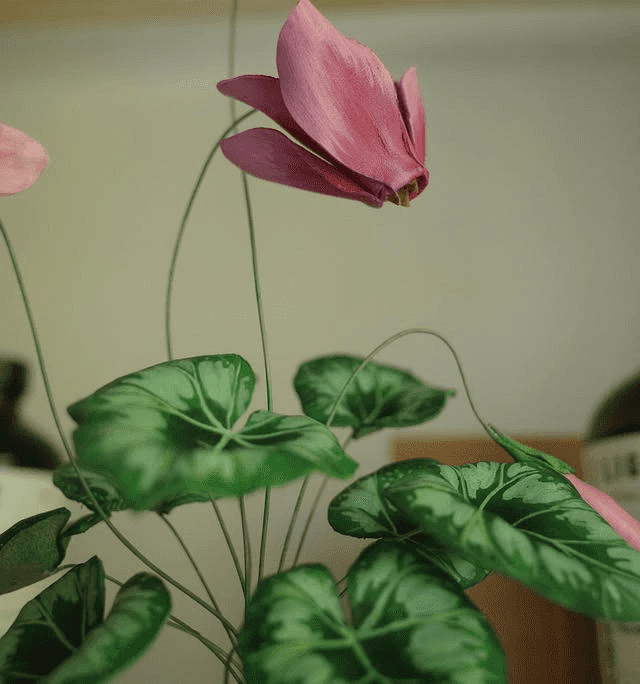 Cyclamen