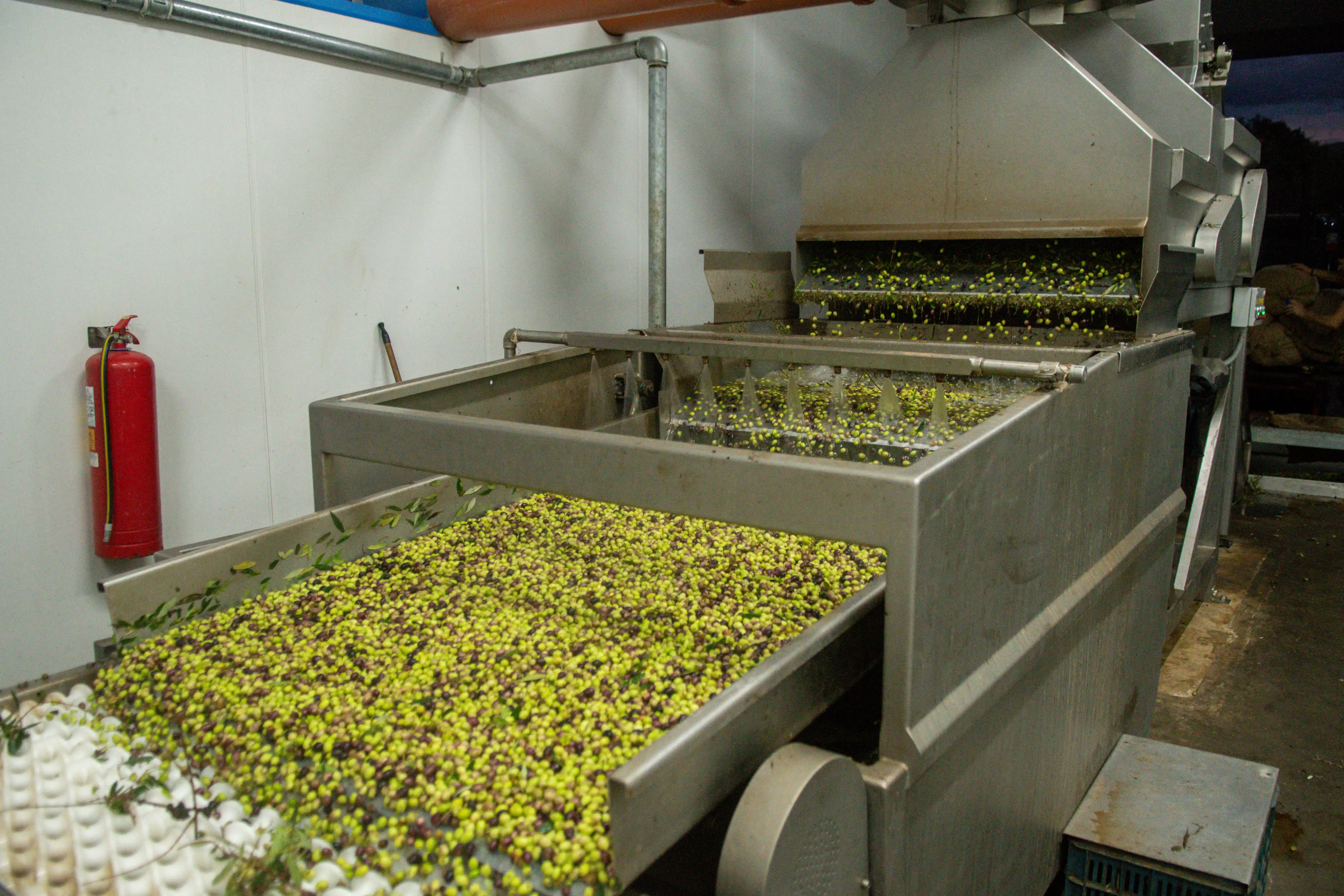 Modern automated machine with a conveyor belt processing Koroneiki variety olives at Fountas mill in Filiatra, Messenia.