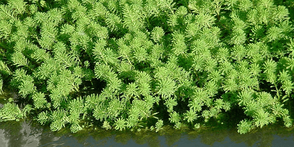 Myriophylle du Brésil (Myriophyllum aquaticum)