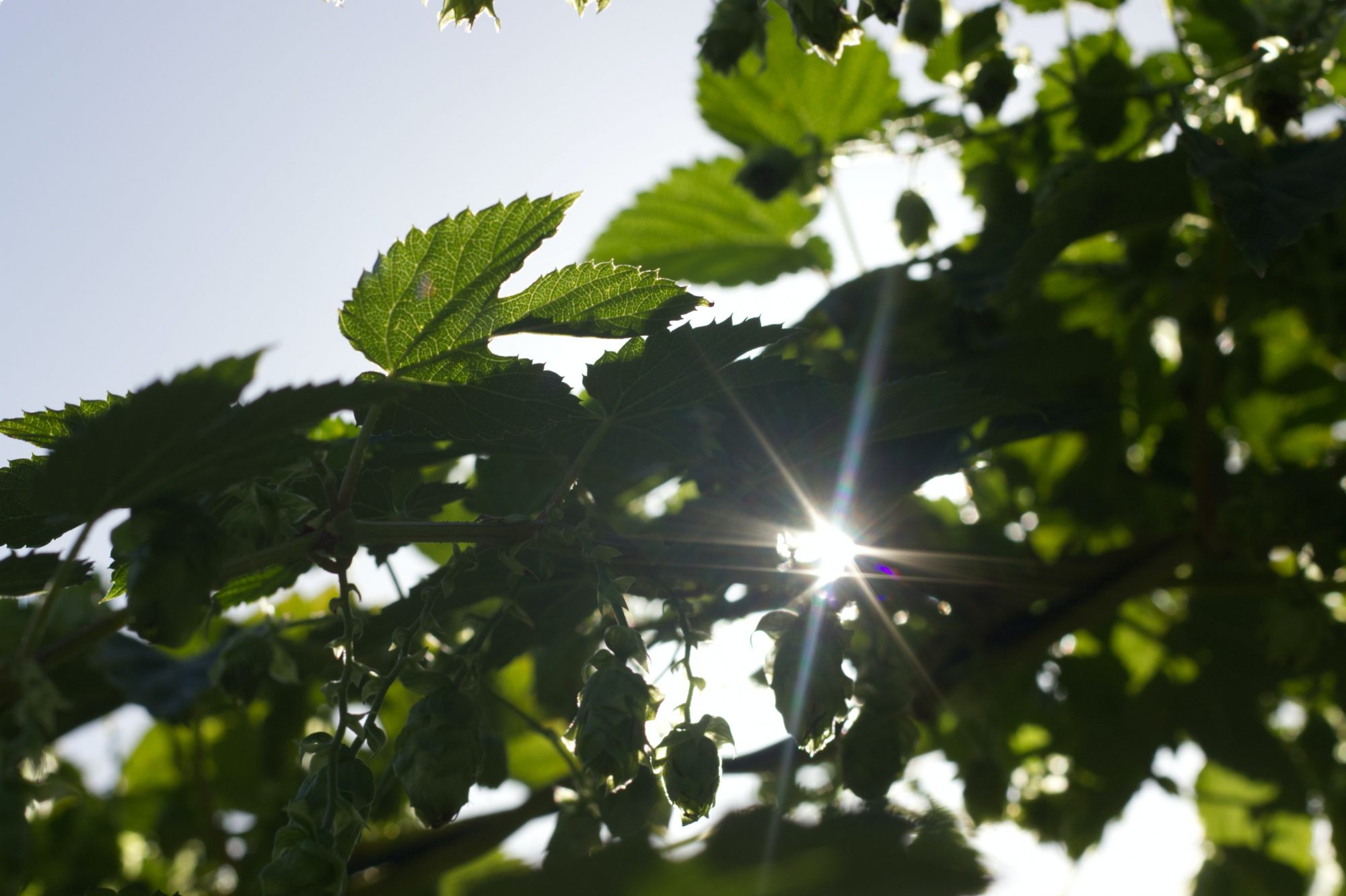 Sunlight filters through green leaves, creating a natural, dappled light effect against a clear sky.