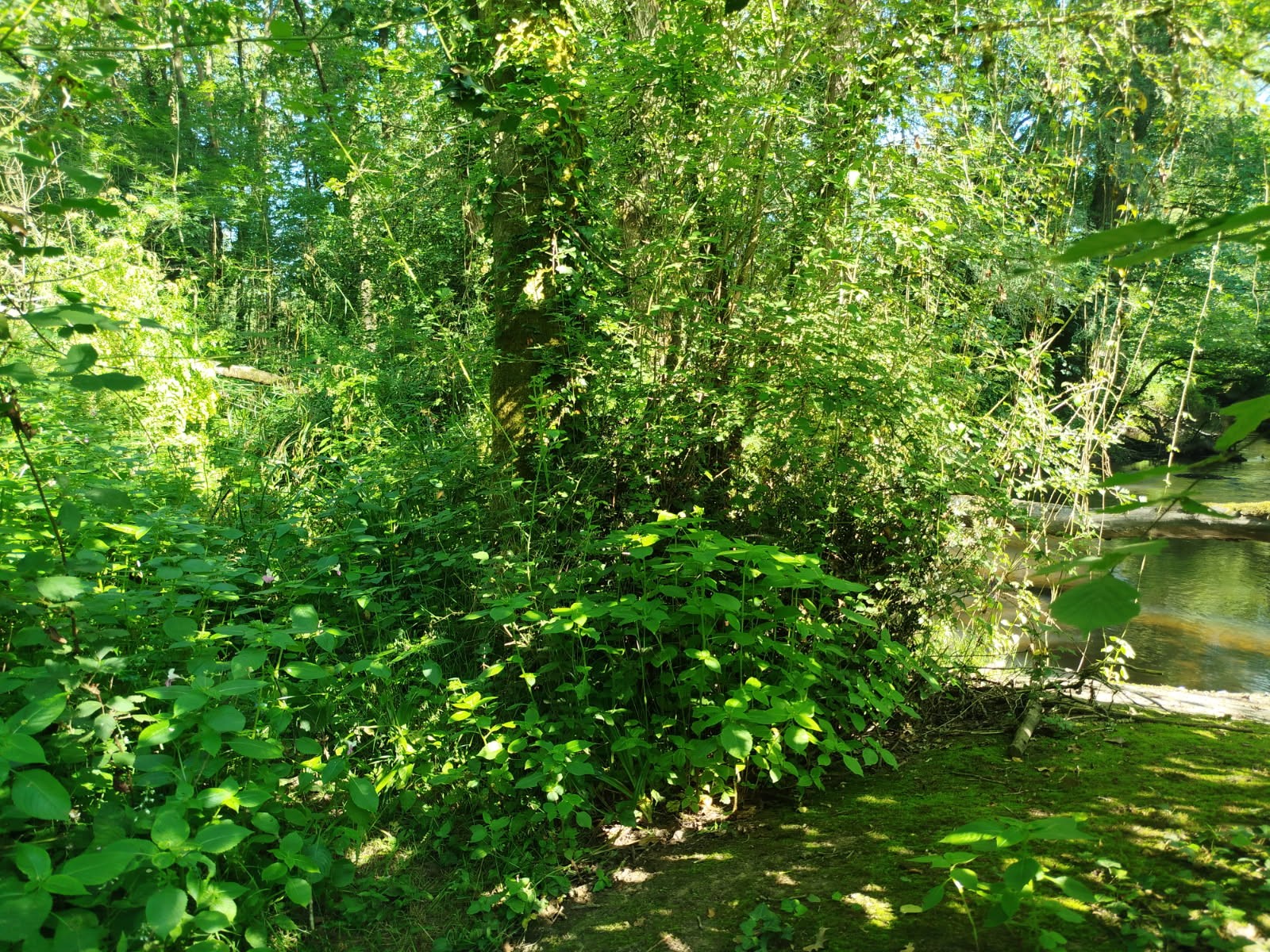 debroussaillage séné