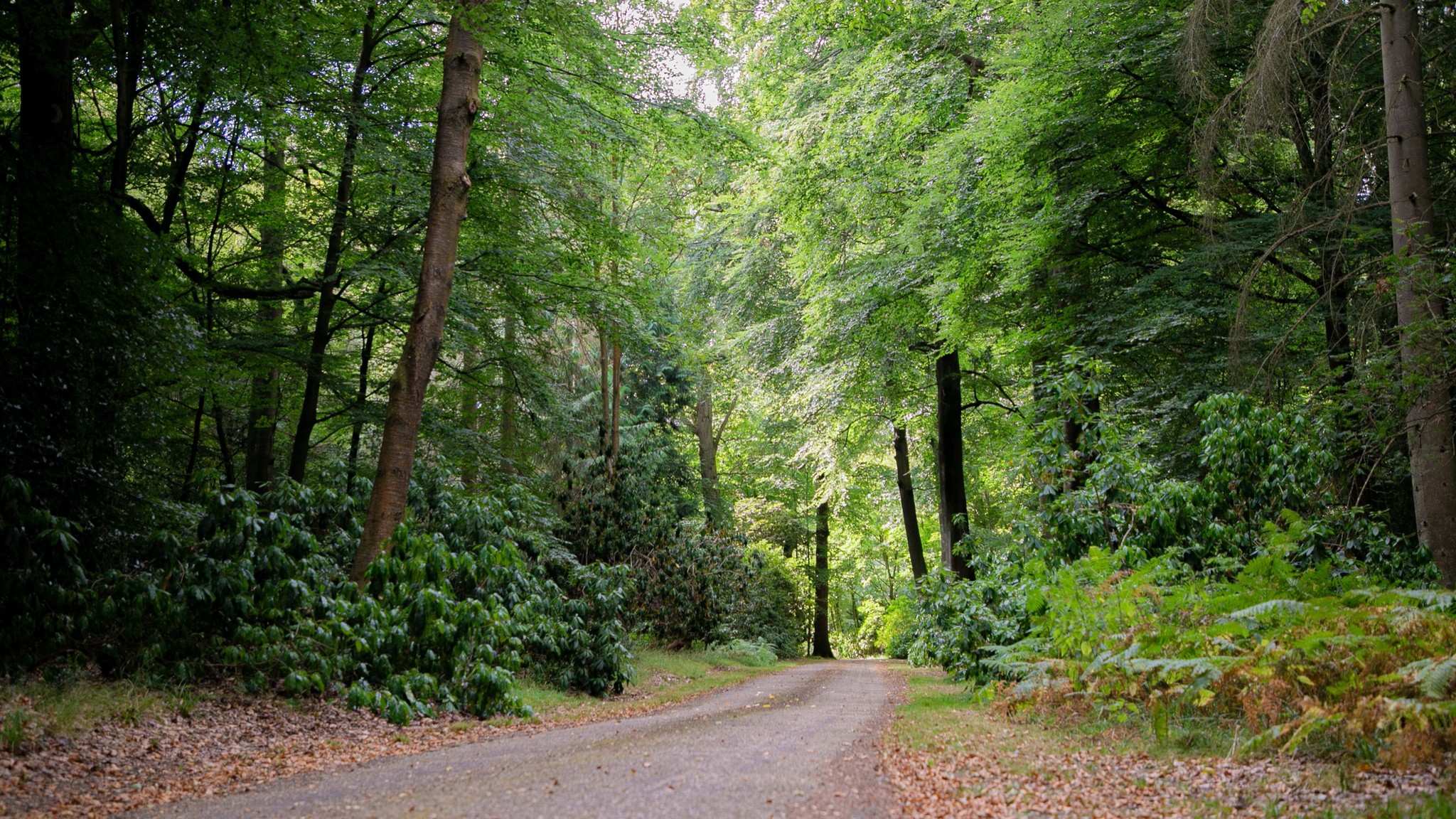Two classic volkswagen beetles, one green, one cream.