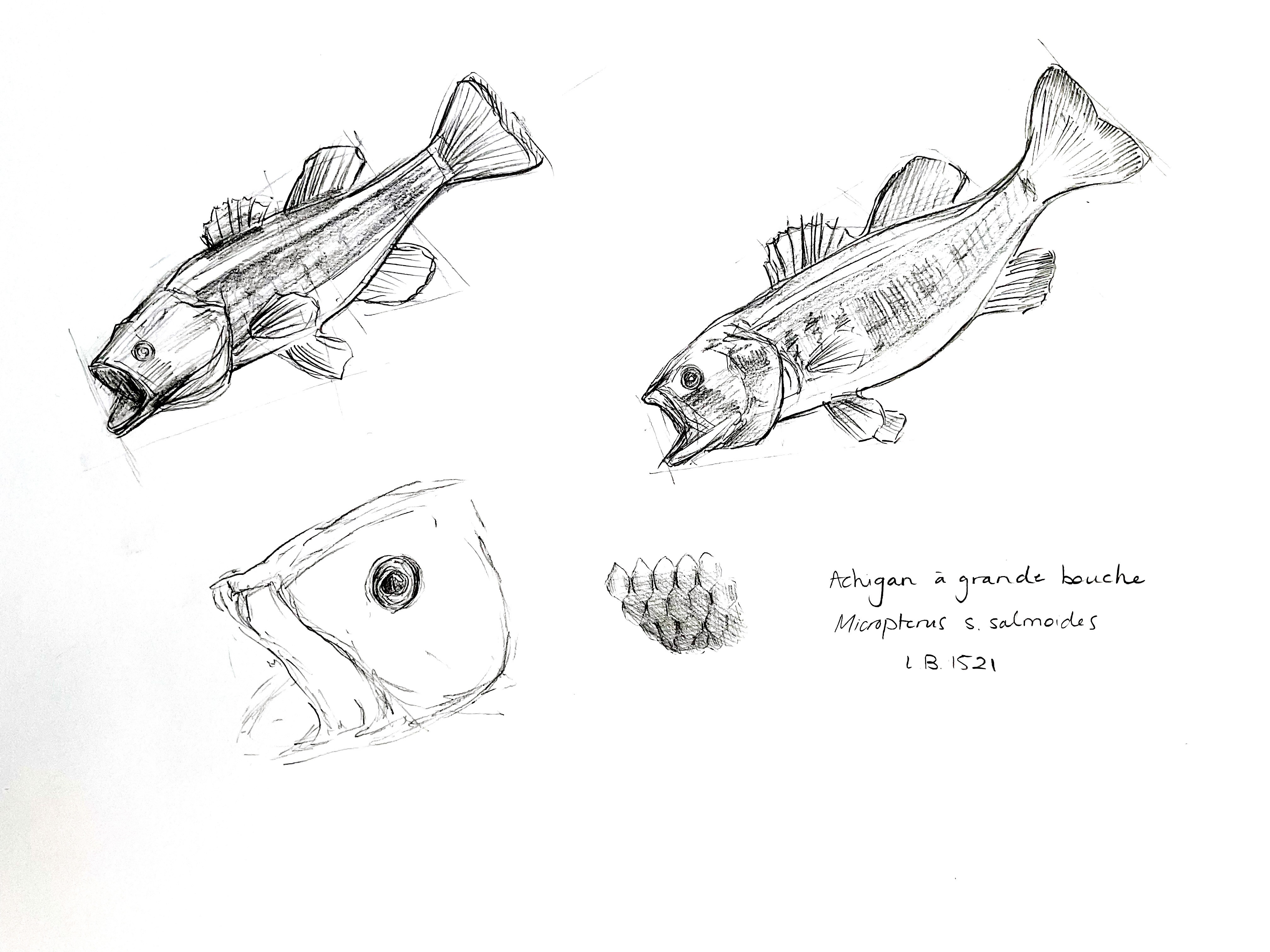 Esquisses de la langue humaine par l'illustration scientifique Élodie Ouellet-Belleau